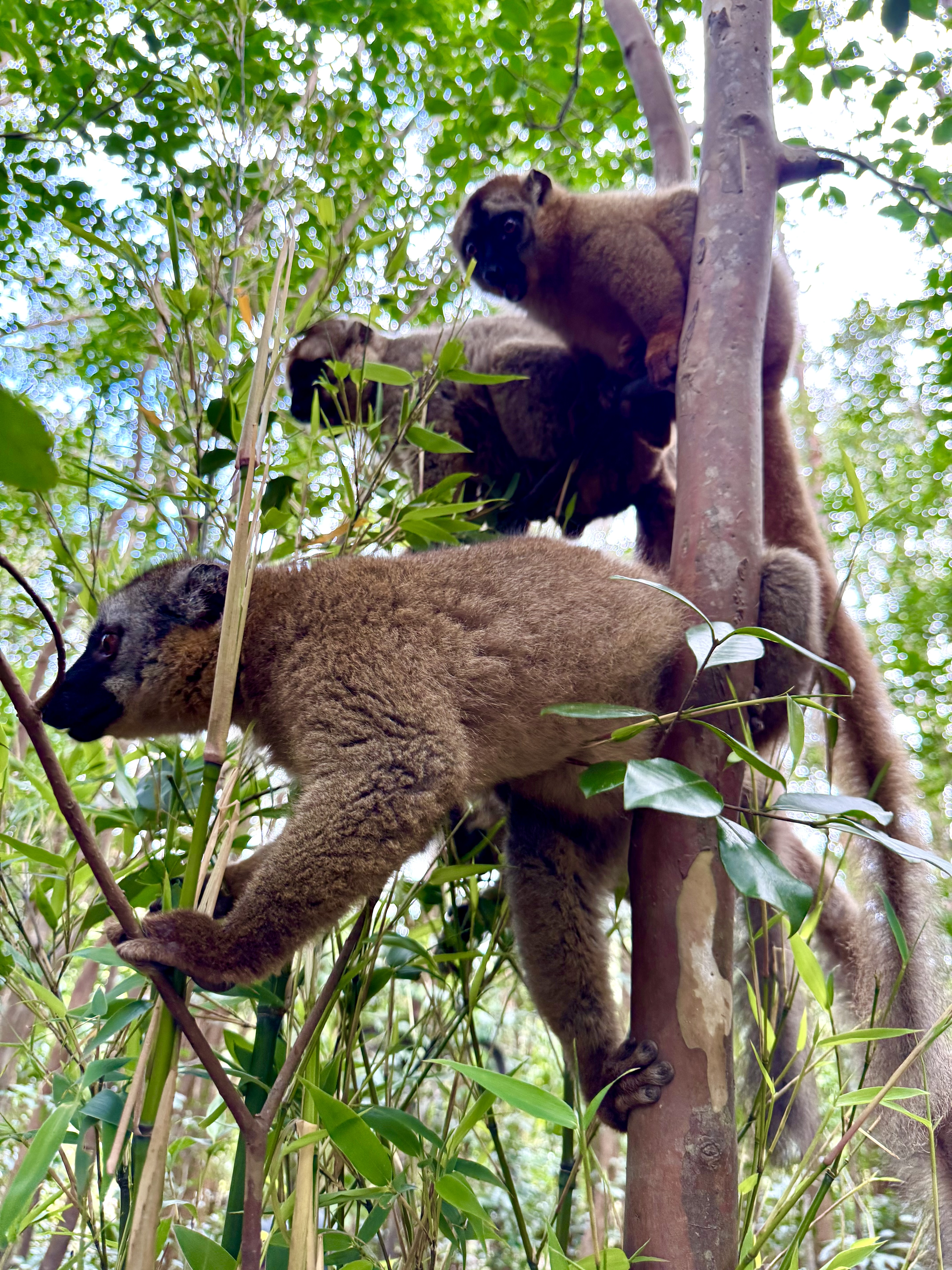 Мадагаскар. Путешествие к Лемурам и Баобабам (6/73)