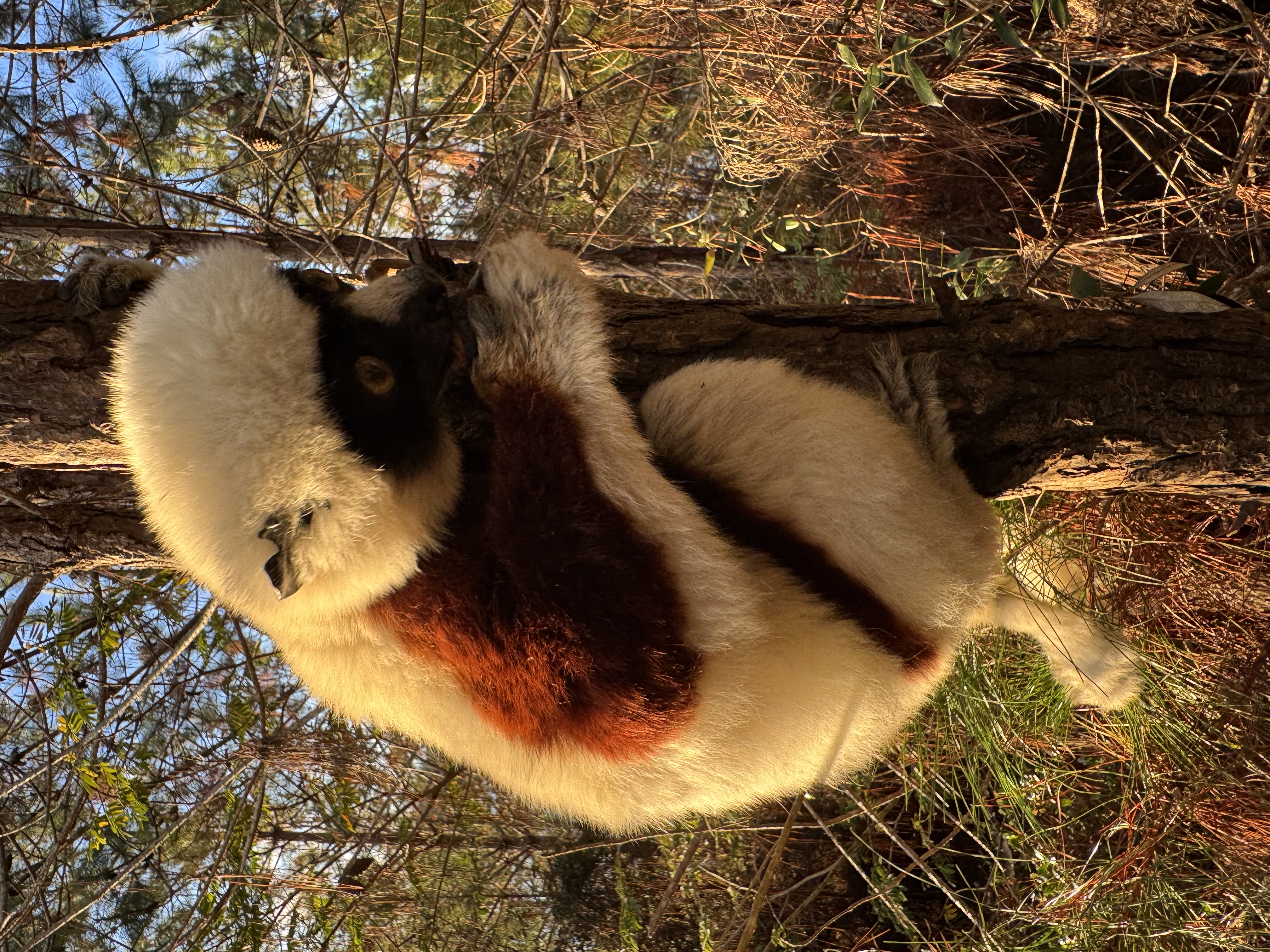 Мадагаскар. Путешествие к Лемурам и Баобабам (22/73)