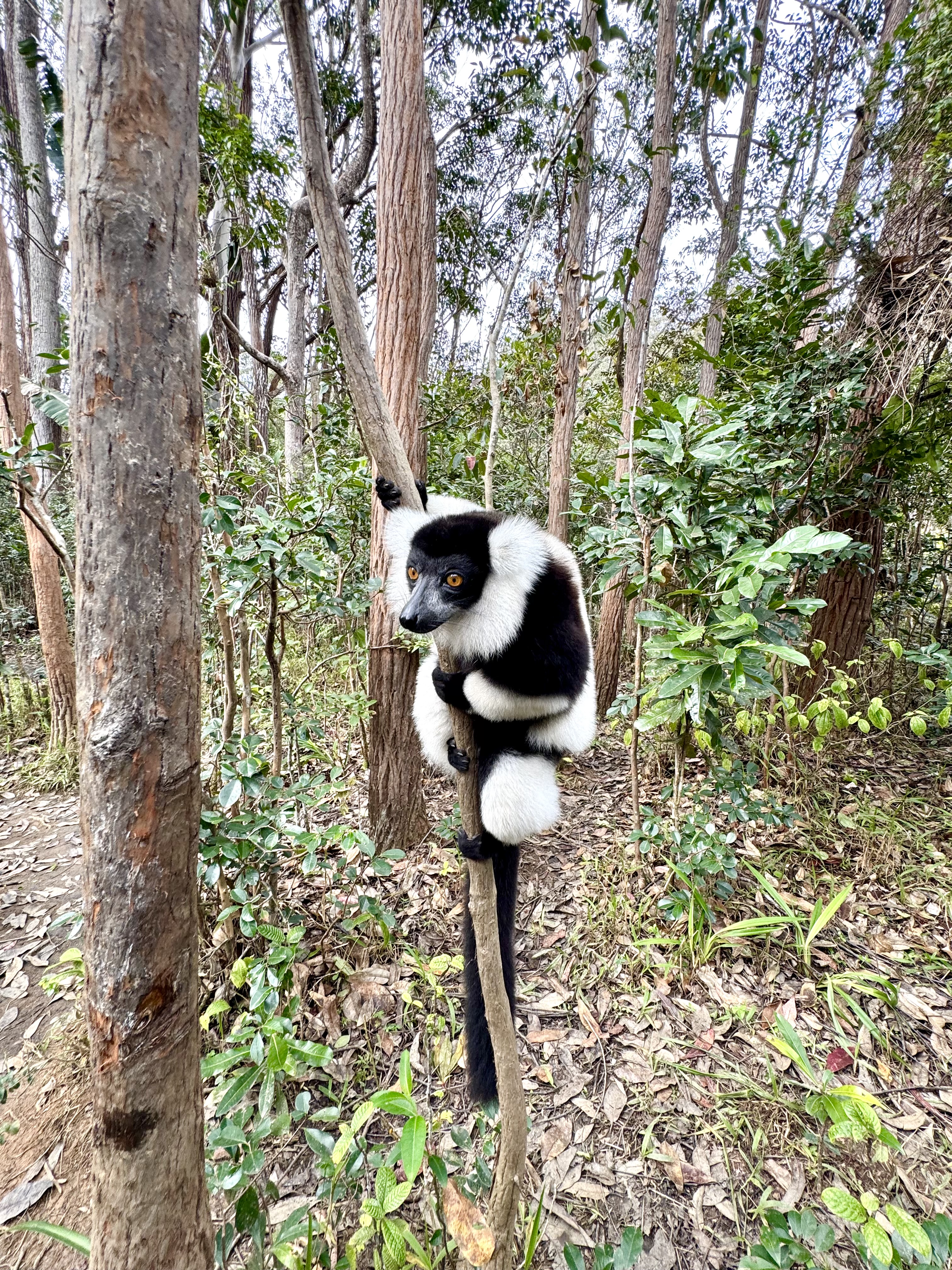 Мадагаскар. Путешествие к Лемурам и Баобабам (2/73)