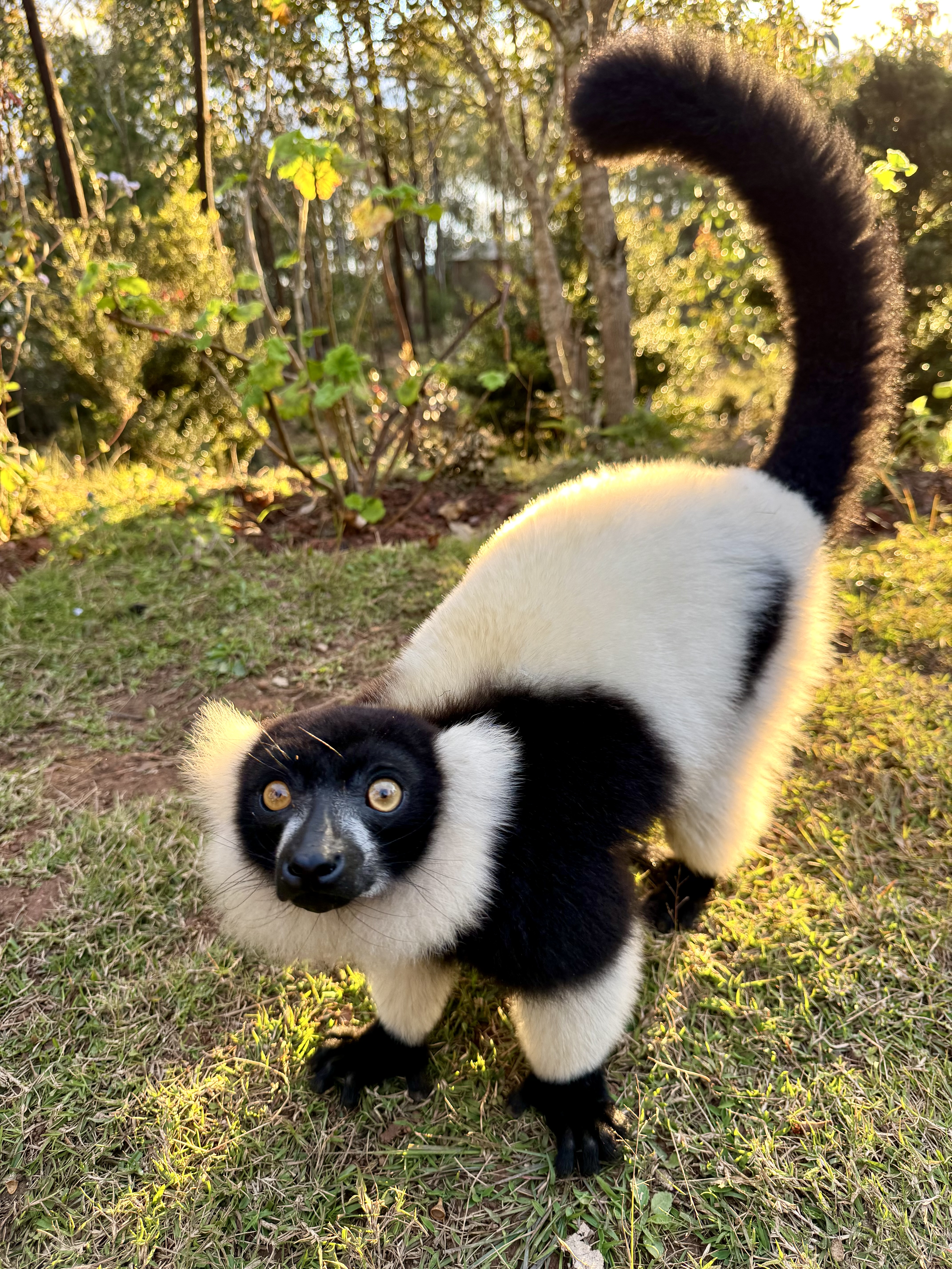 Мадагаскар. Путешествие к Лемурам и Баобабам + Пляжи Носи Бе. (15/43)