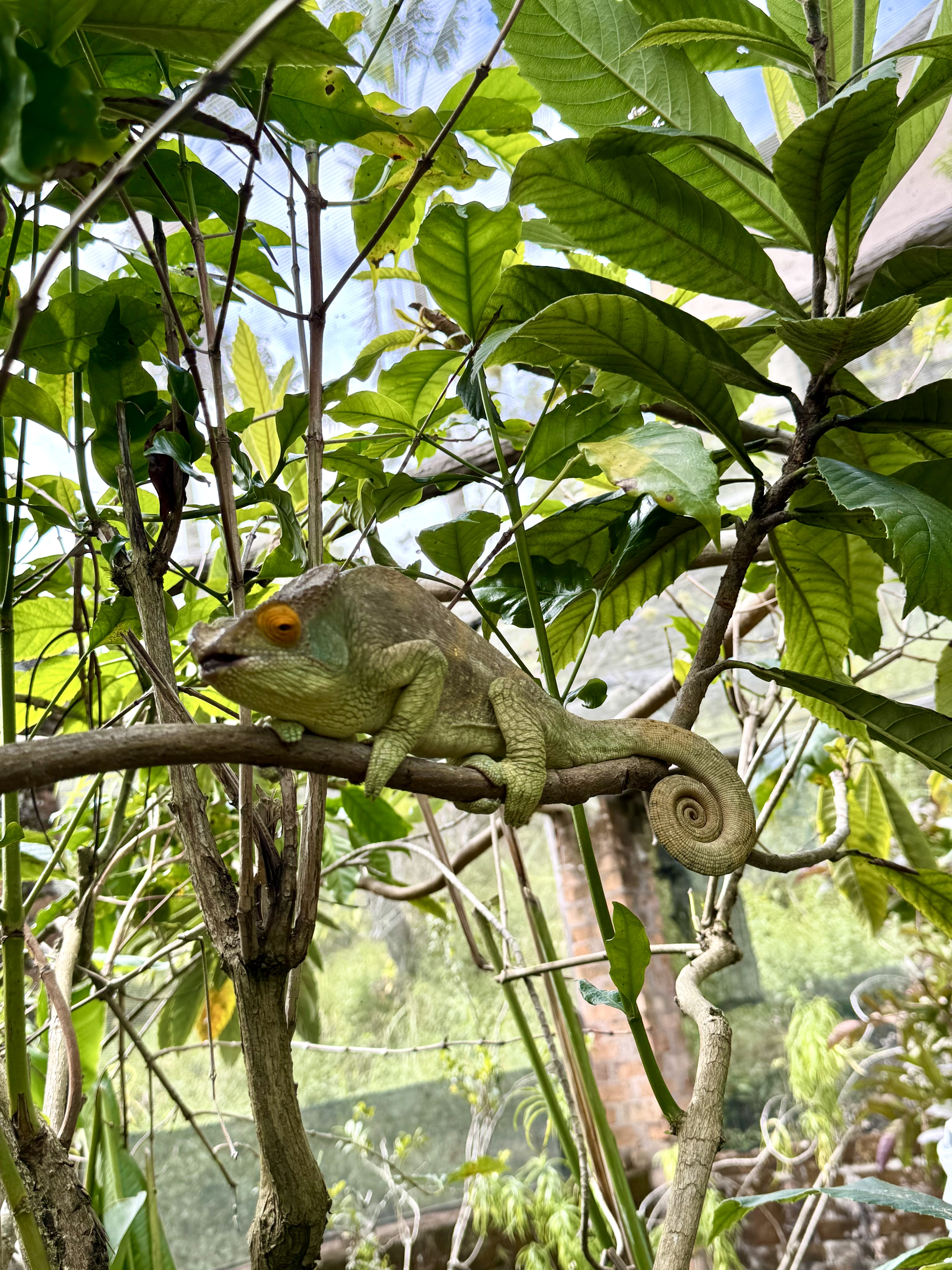Мадагаскар. Путешествие к Лемурам и Баобабам + Пляжи Носи Бе. (9/43)
