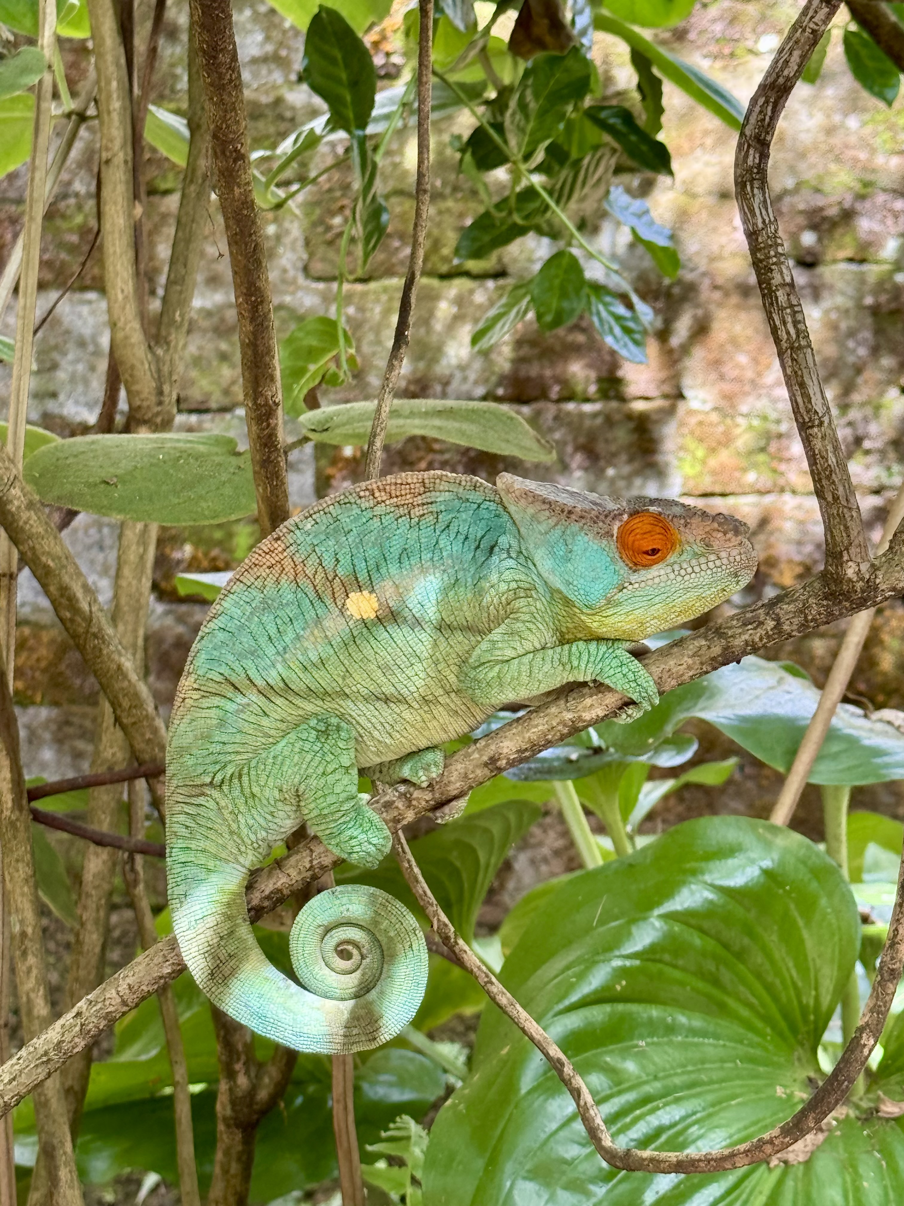 Мадагаскар. Путешествие к Лемурам и Баобабам (18/73)