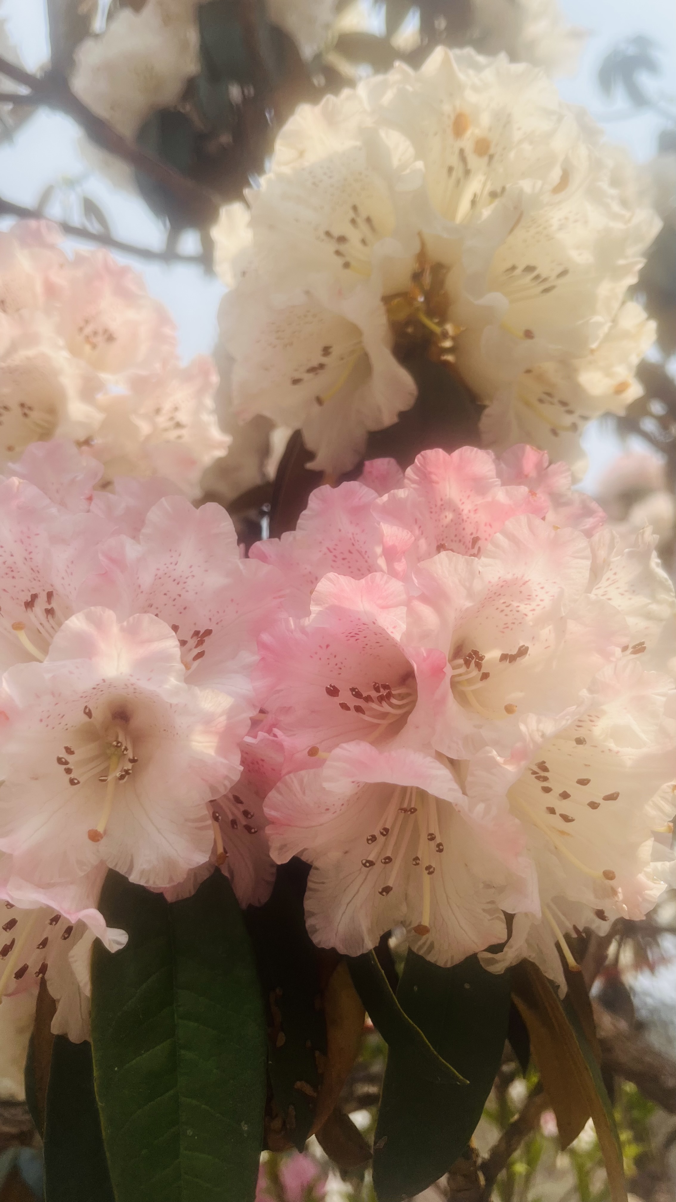 Непал - Лангтанг трек и священное озеро Госайкунда, 13 дней (3/17)