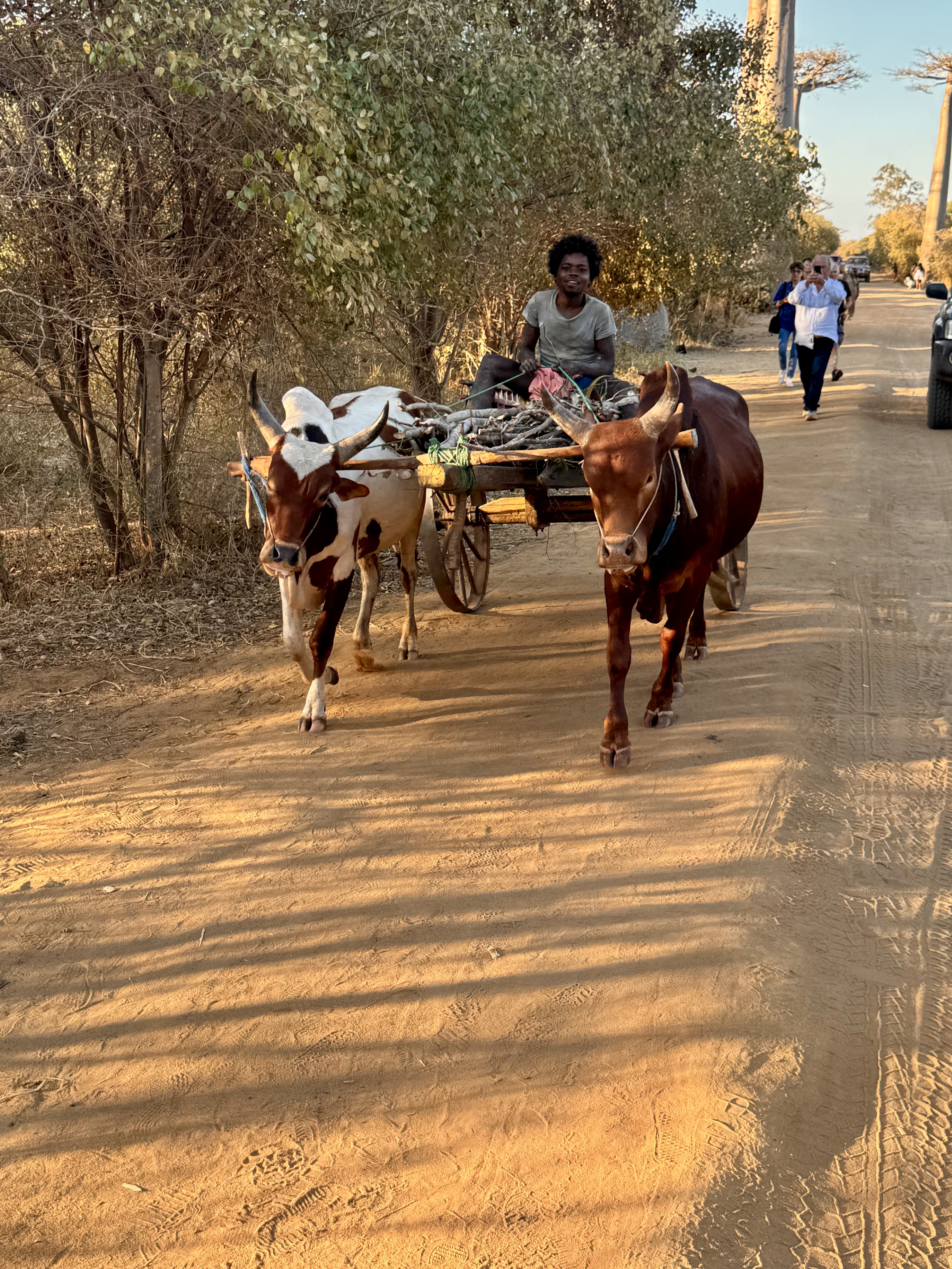 Мадагаскар. Путешествие к Лемурам и Баобабам (27/73)