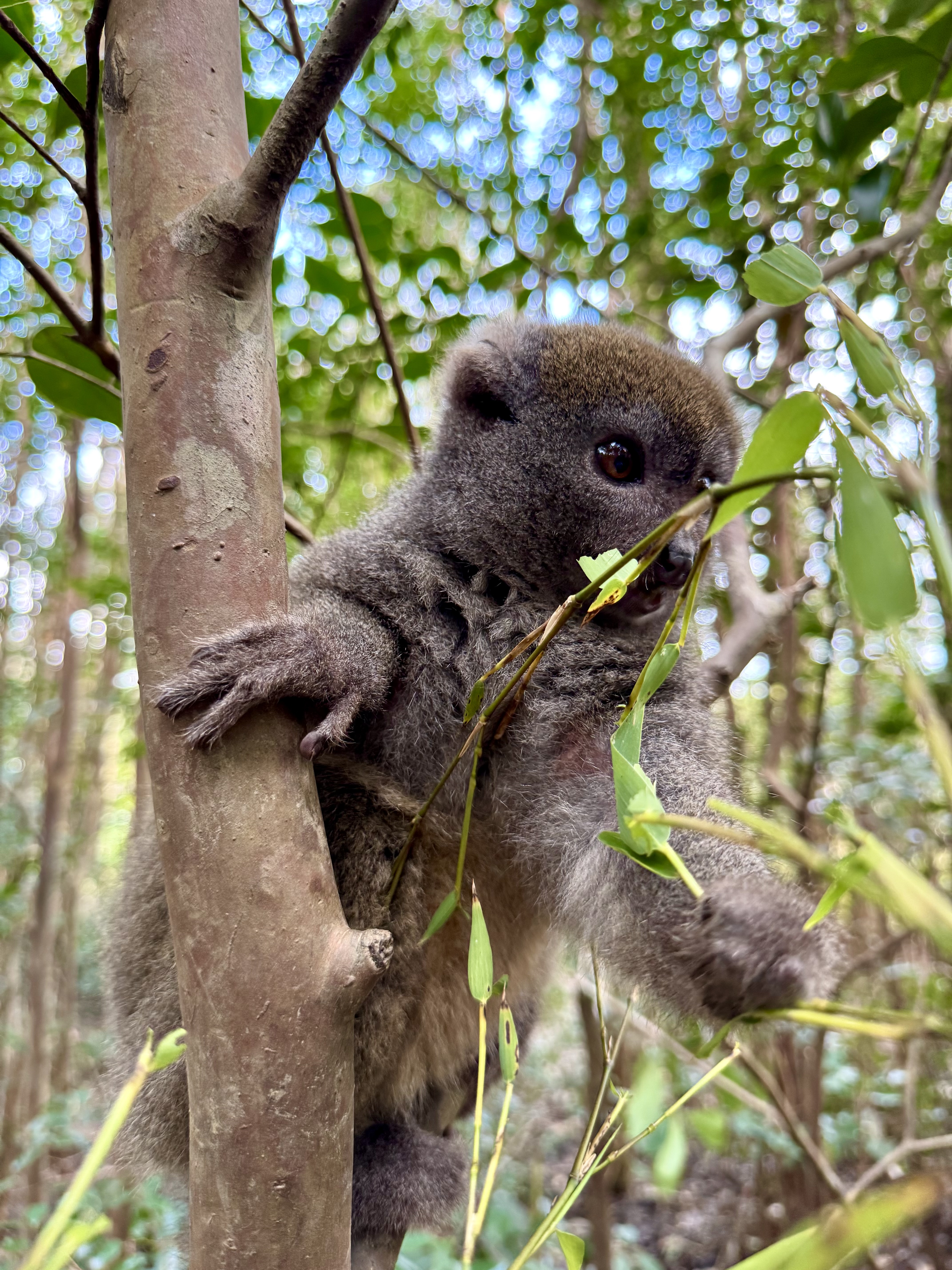 Мадагаскар. Путешествие к Лемурам и Баобабам (10/73)