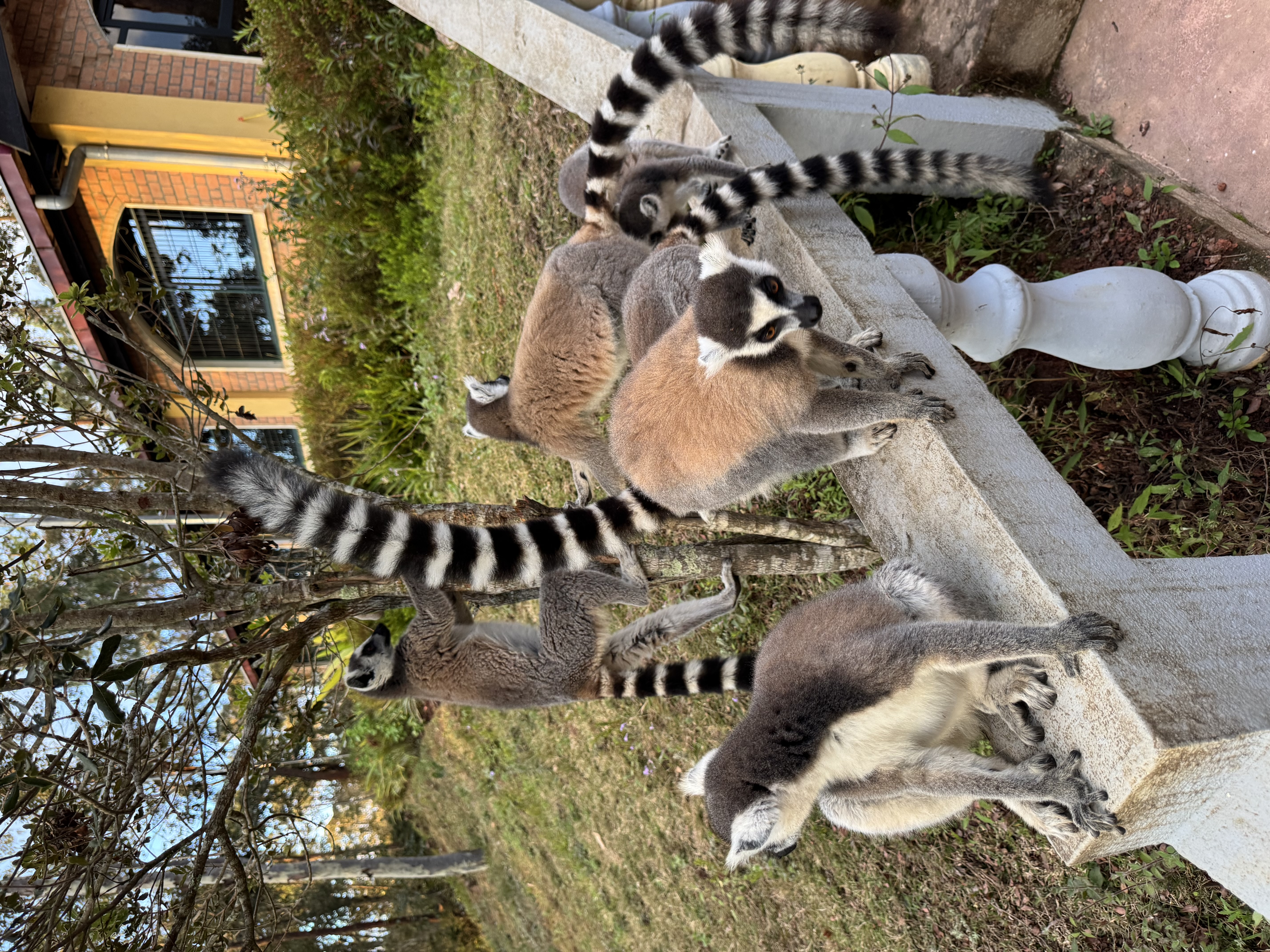 Мадагаскар. Путешествие к Лемурам и Баобабам + Пляжи Носи Бе. (11/43)