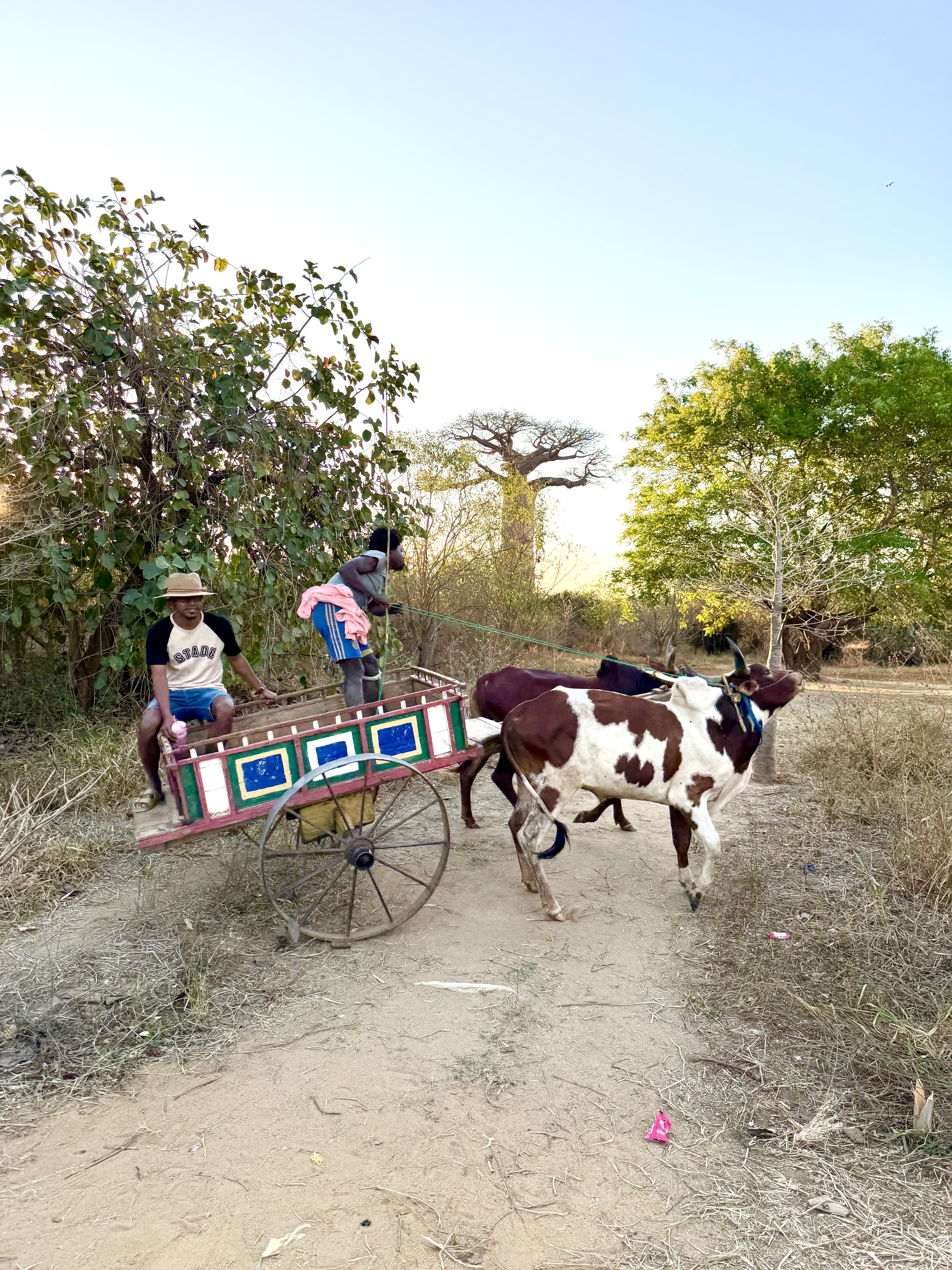 Мадагаскар. Путешествие к Лемурам и Баобабам (29/73)