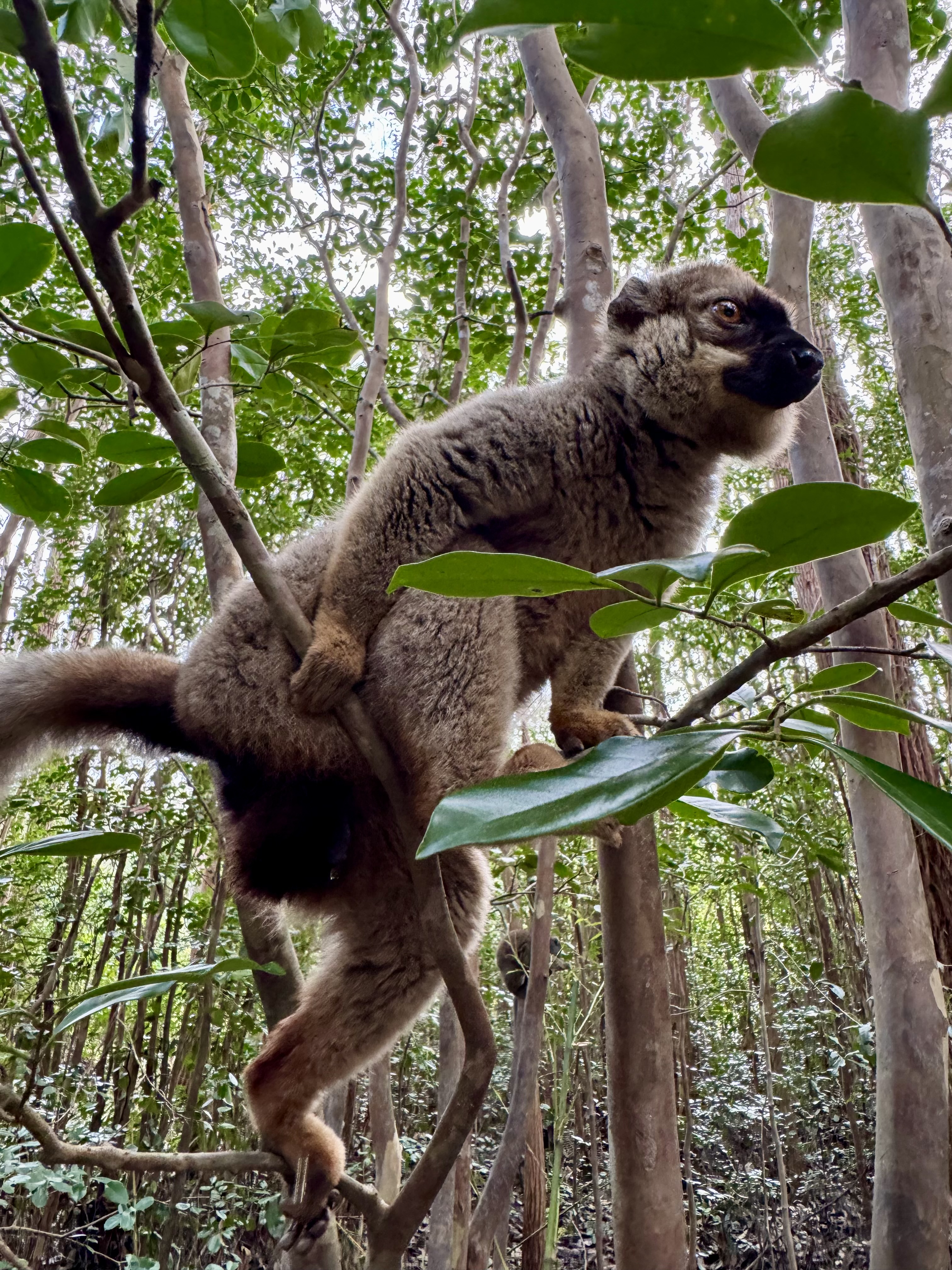 Мадагаскар. Путешествие к Лемурам и Баобабам (8/73)