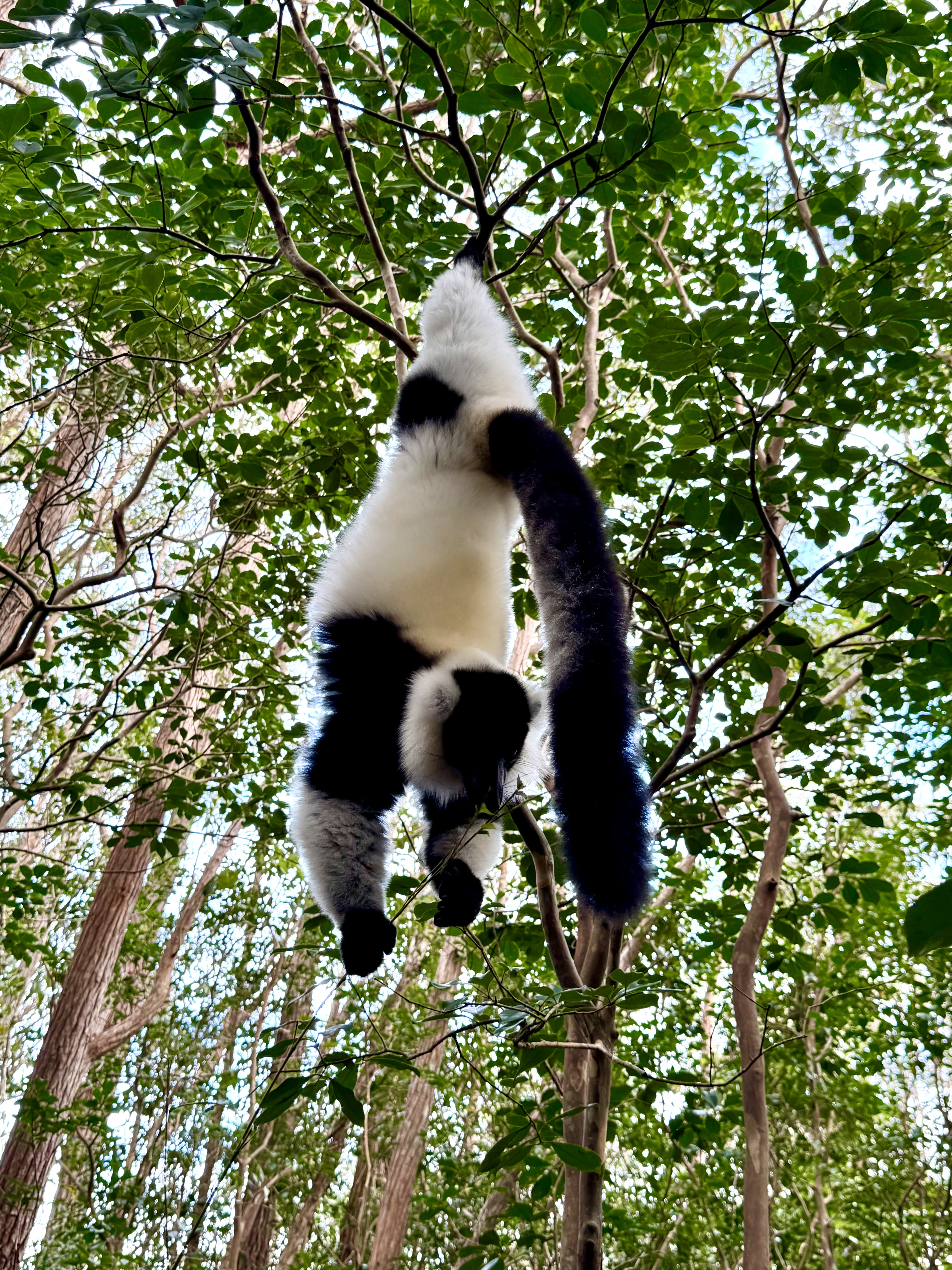 Мадагаскар. Путешествие к Лемурам и Баобабам + Пляжи Носи Бе. (3/43)
