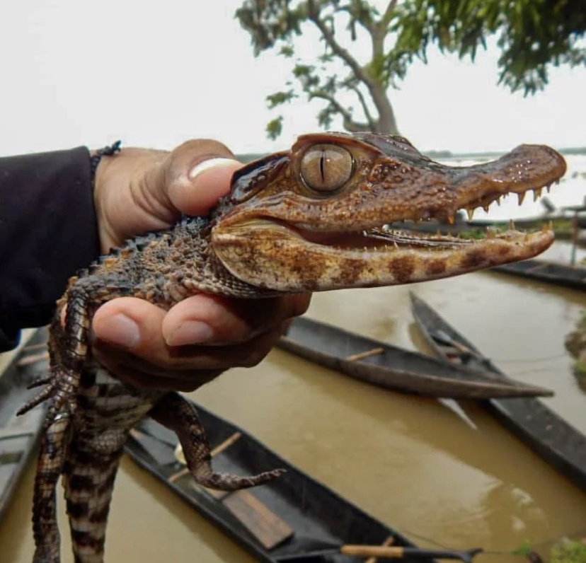 Венесуэла - большое путешествие в затерянные миры (индивидуально) (33/51)