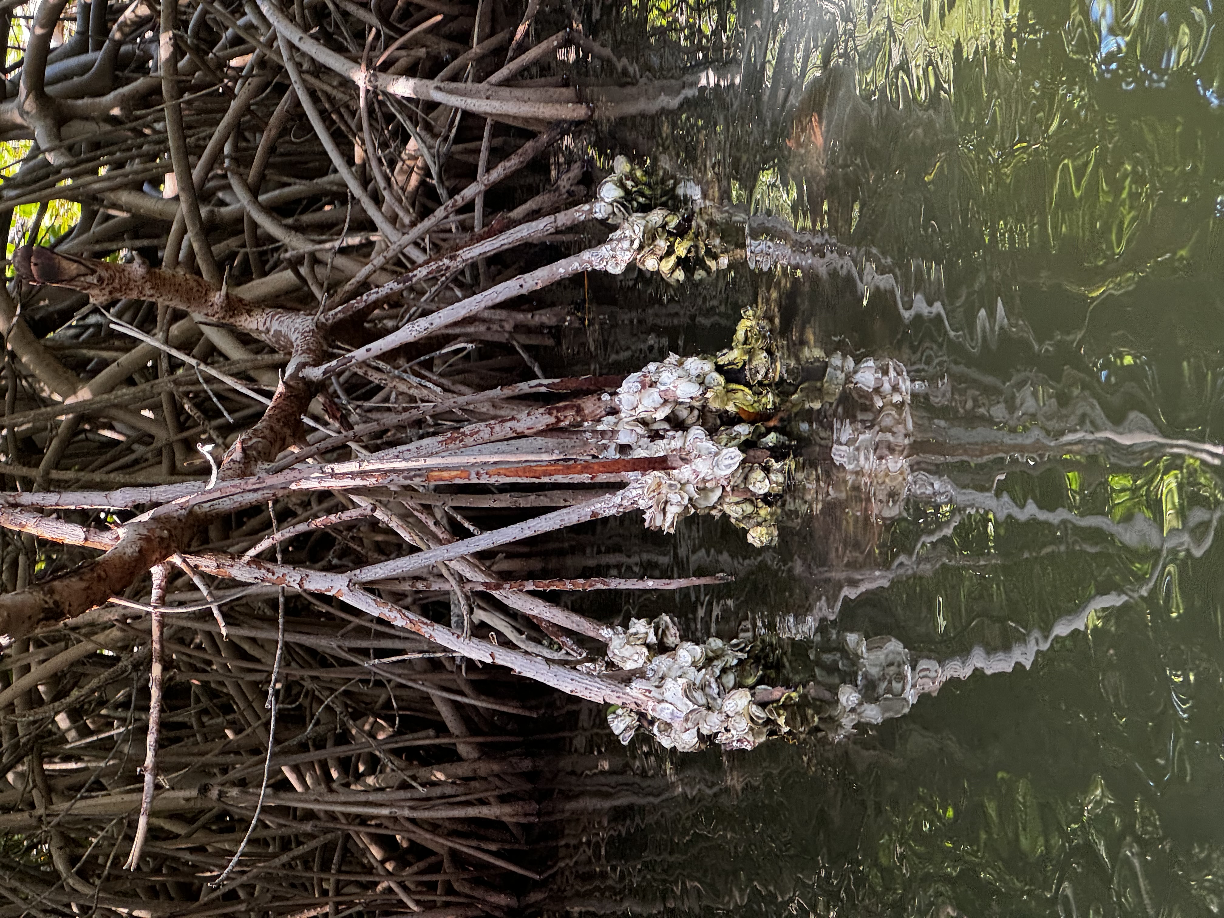 Венесуэла - большое путешествие в затерянные миры (индивидуально) (32/51)