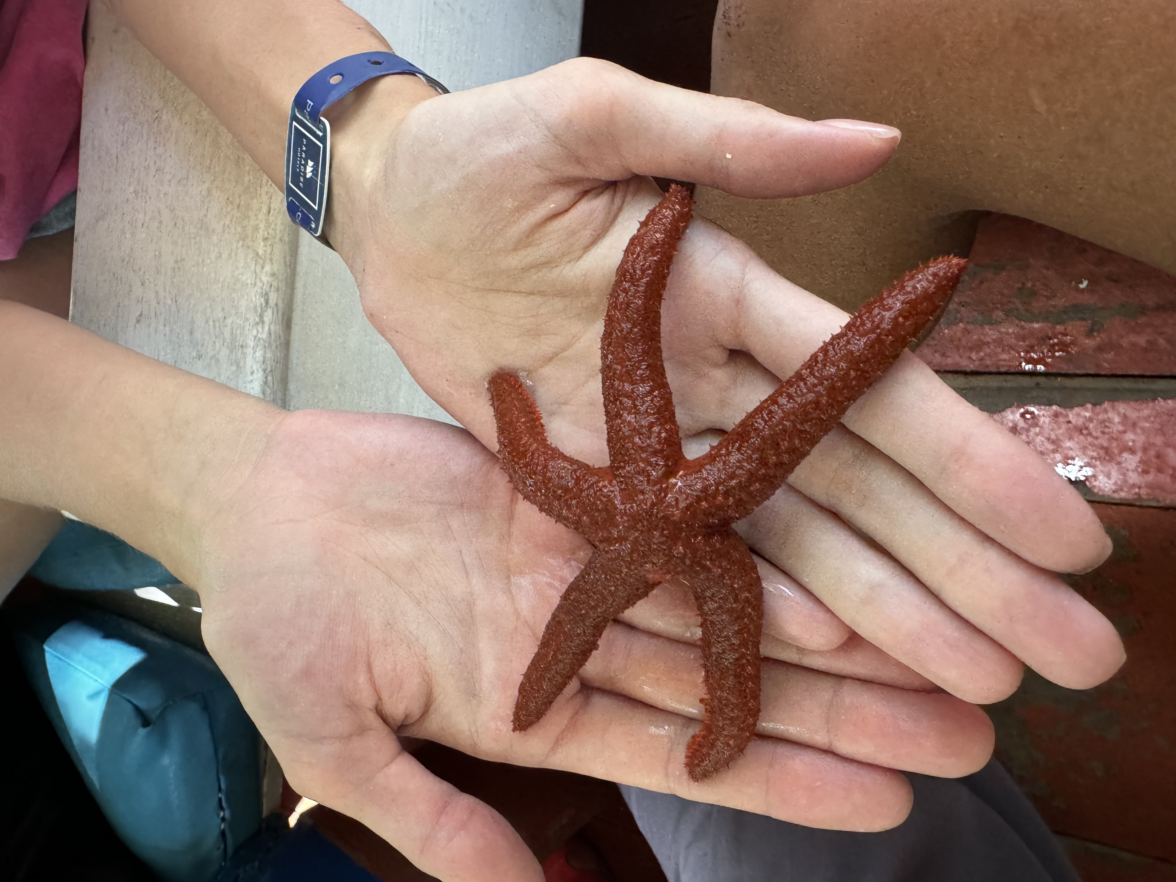 Венесуэла - большое путешествие в затерянные миры (индивидуально) (31/51)