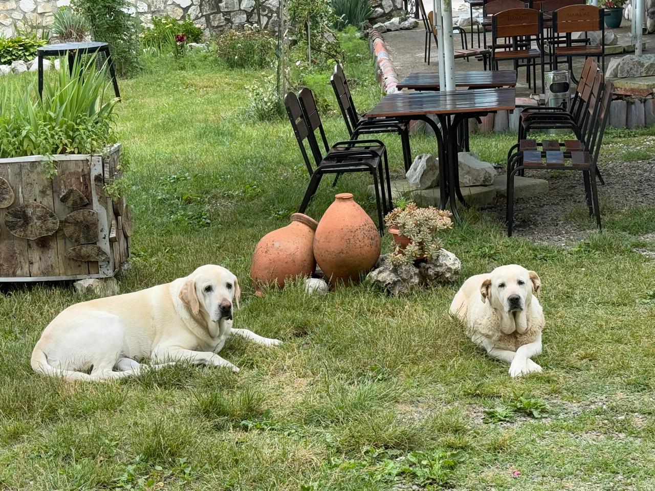 Изобильная Грузия (58/128)