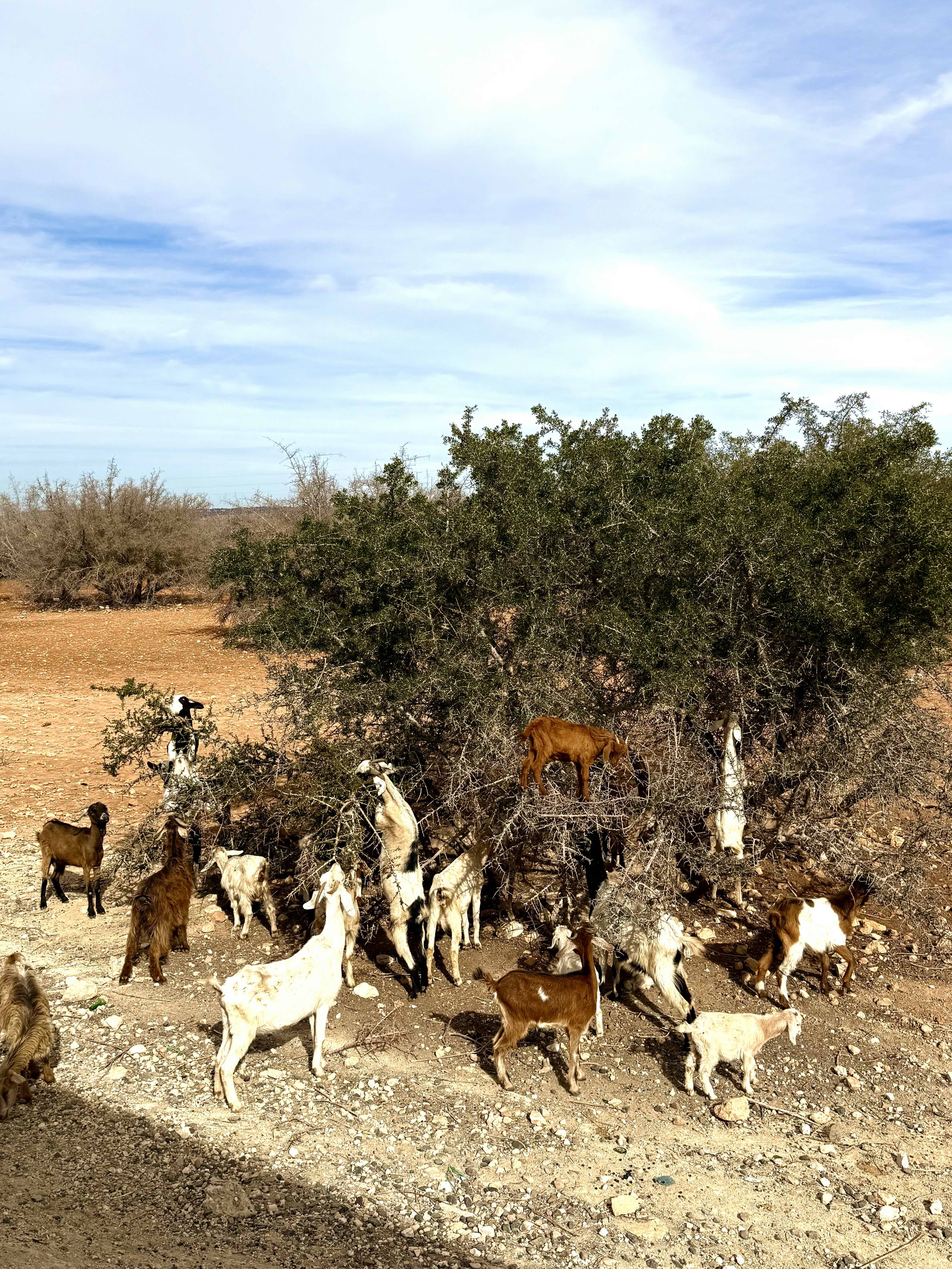 Марракеш:город сказок.Индивидуальный тур. (11/55)