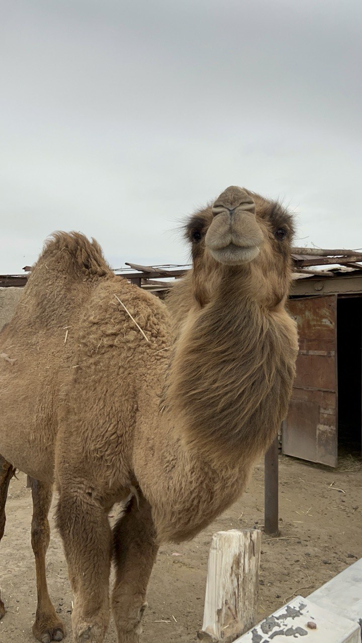 Всё Юнеско Узбекистана от Хивы до Самарканда (10/17)
