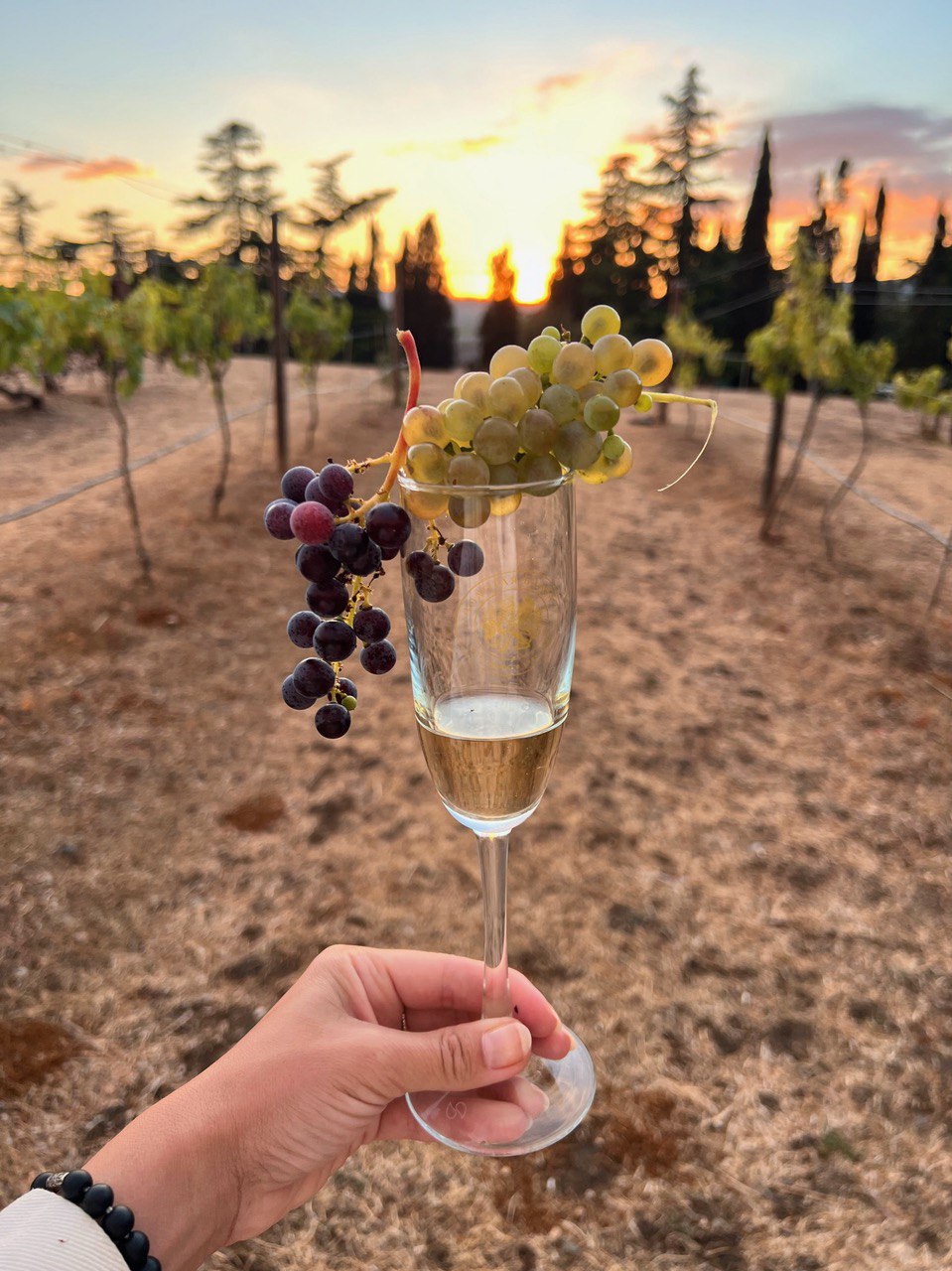 Винный тур в Крым: Весь Крым в бокале!