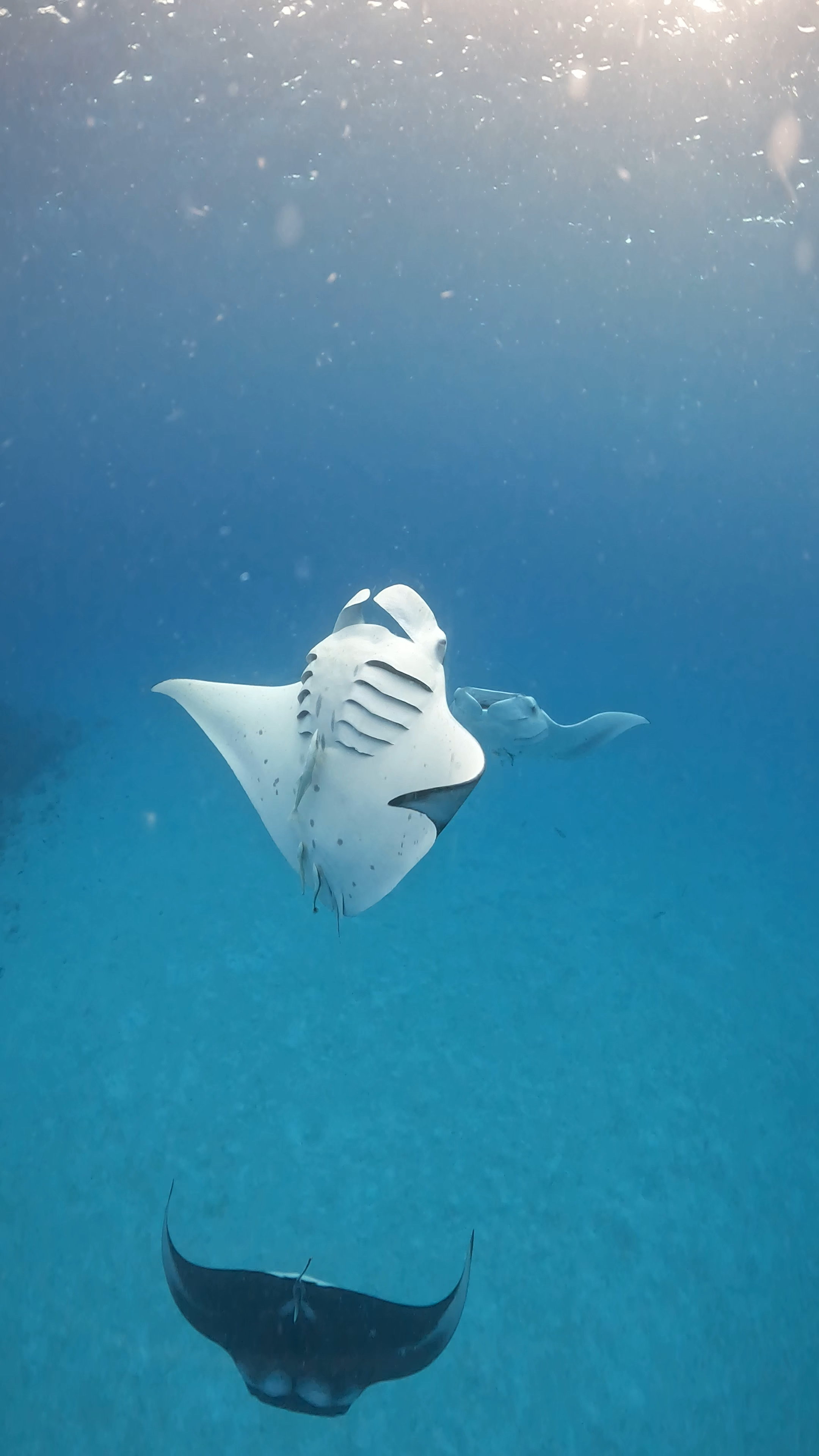 Экскурсия плавание с мантами и акулами, коса