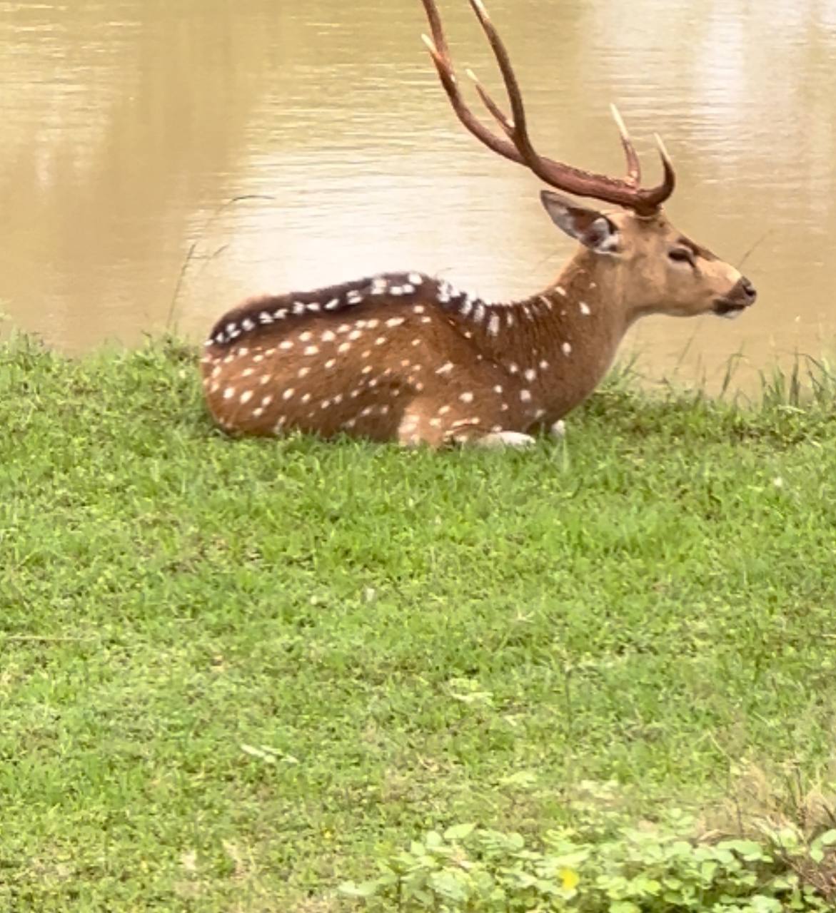Комбо тур на 1 день Элла + Сафари Яла забираем с любого города Шри-Ланки (12/16)