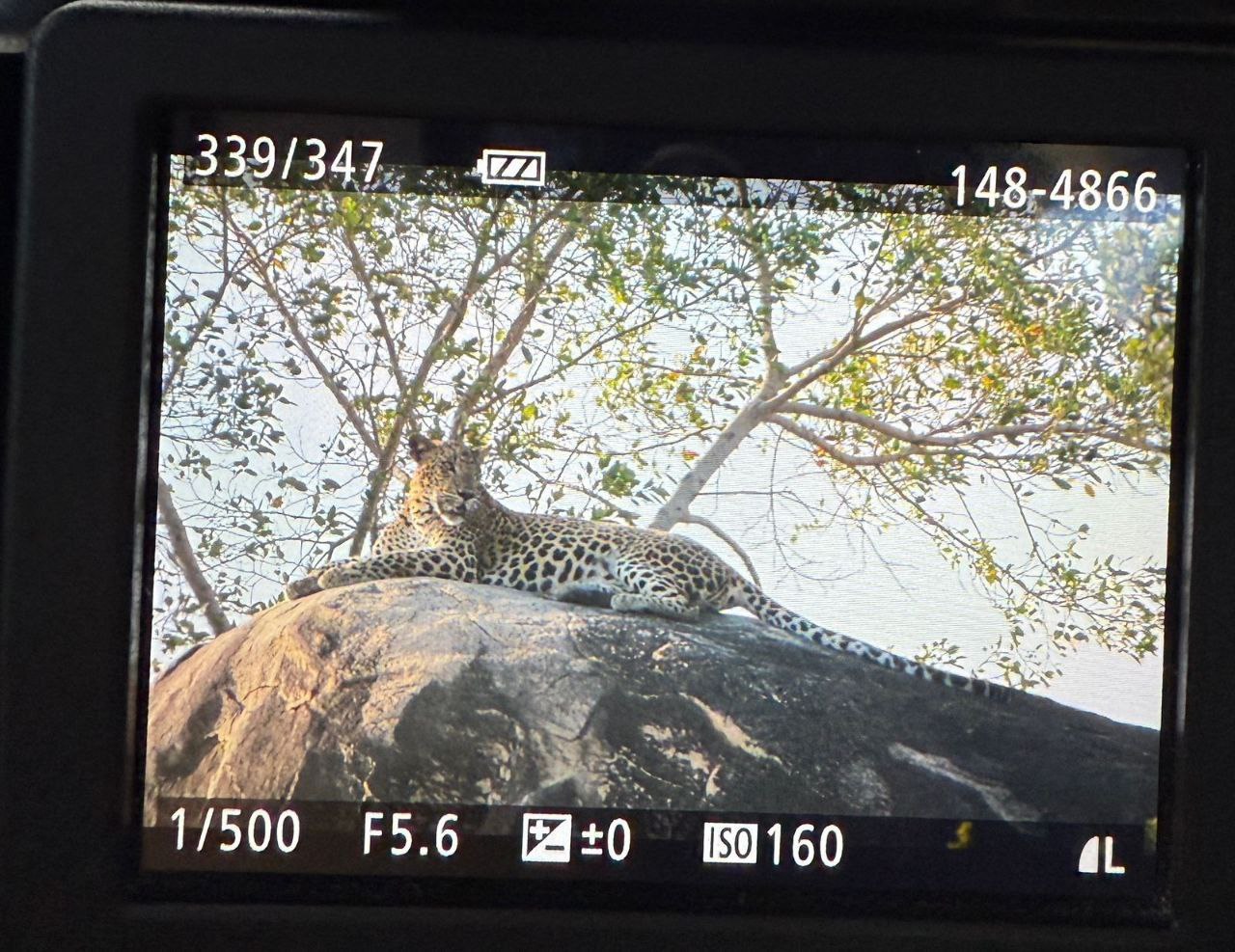 Комбо тур на 1 день Элла + Сафари Яла забираем с любого города Шри-Ланки (8/16)