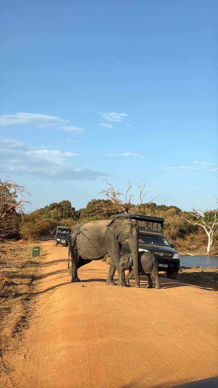 Комбо тур на 1 день Элла + Сафари Яла забираем с любого города Шри-Ланки (9/16)