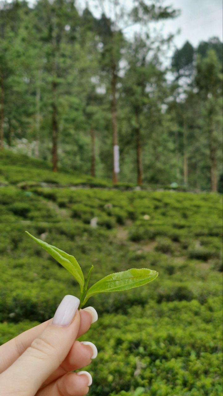 Комбо тур на 1 день Элла + Сафари Яла забираем с любого города Шри-Ланки (10/16)