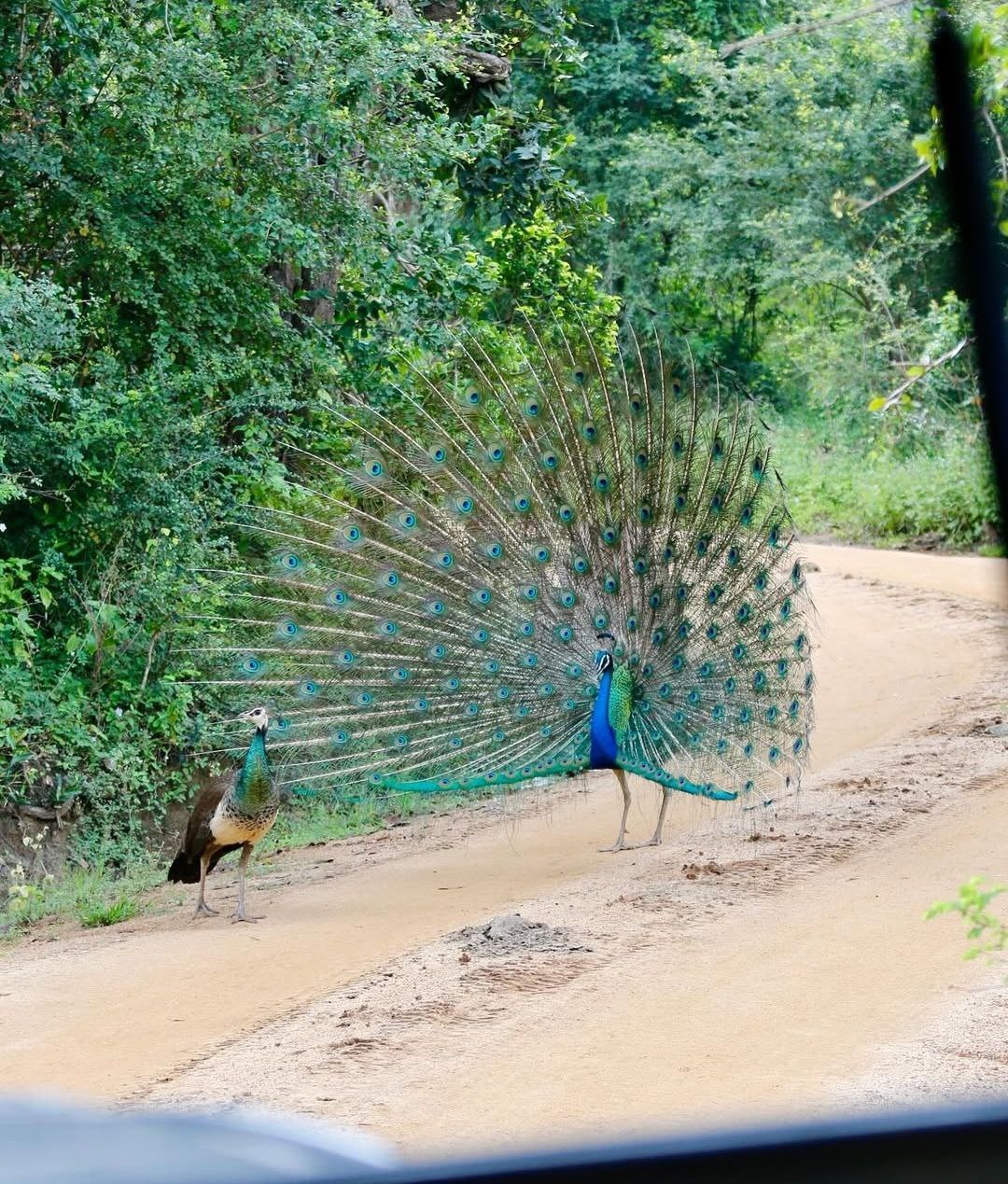 Комбо тур на 1 день Элла + Сафари Яла забираем с любого города Шри-Ланки (13/16)