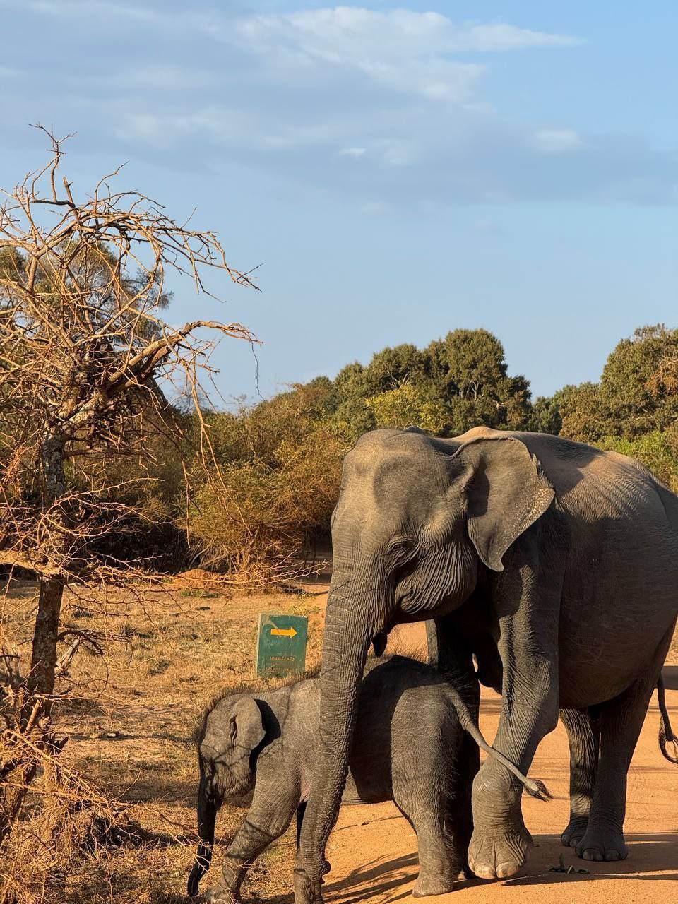 Комбо тур на 1 день Элла + Сафари Яла забираем с любого города Шри-Ланки (11/16)