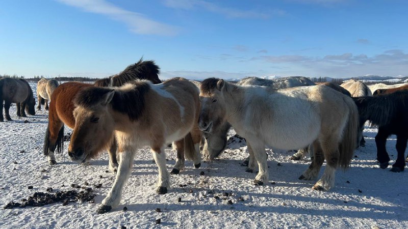 Многодневная экспедиция Ледяная сага Севера - Полюс Холода Оймякон (4/23)