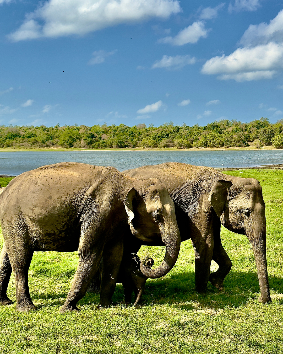 Север и восток Шри-Ланки: от нетронутых пляжей до богатого культурного наследия (32/126)