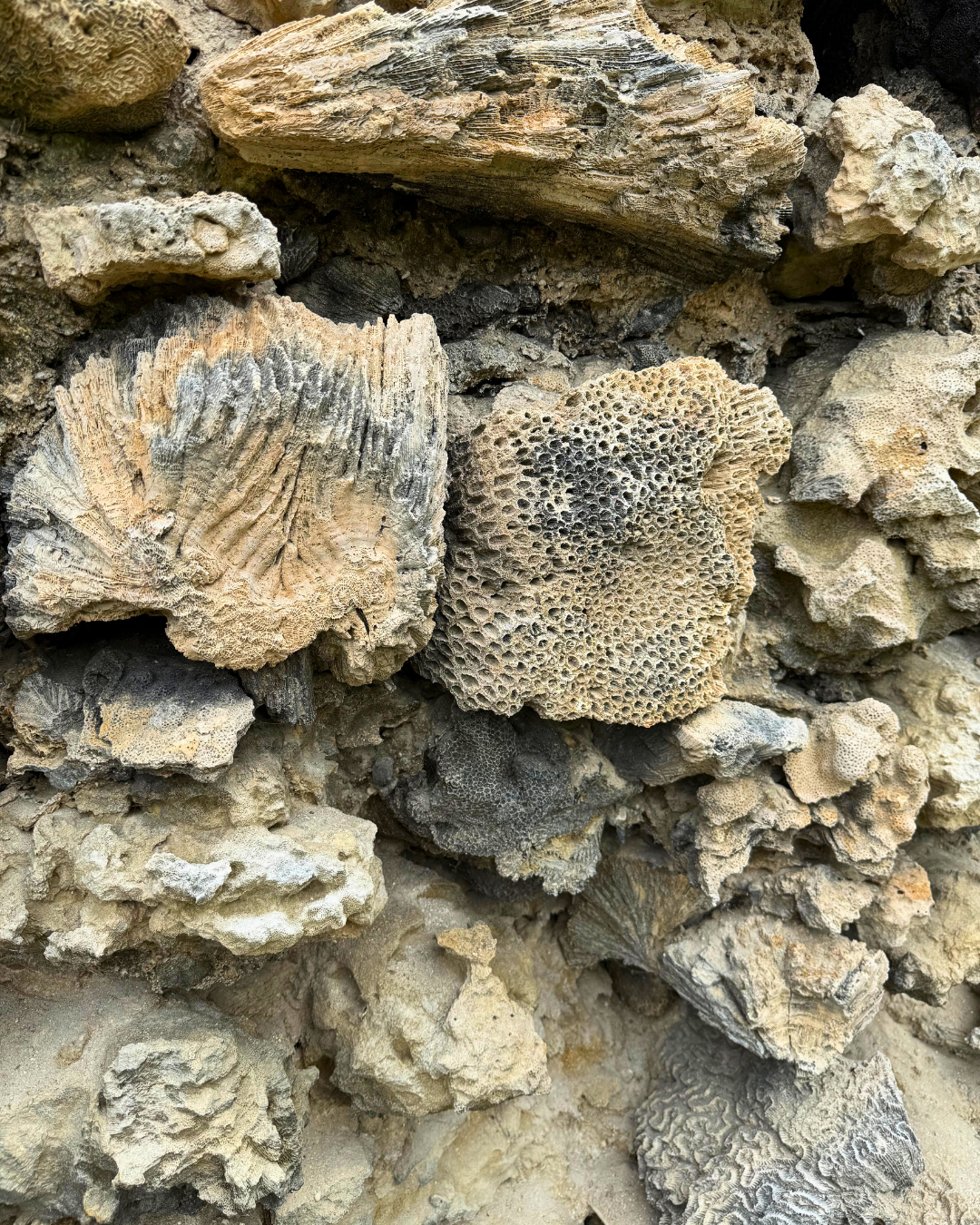 Север и восток Шри-Ланки: от нетронутых пляжей до богатого культурного наследия (51/126)