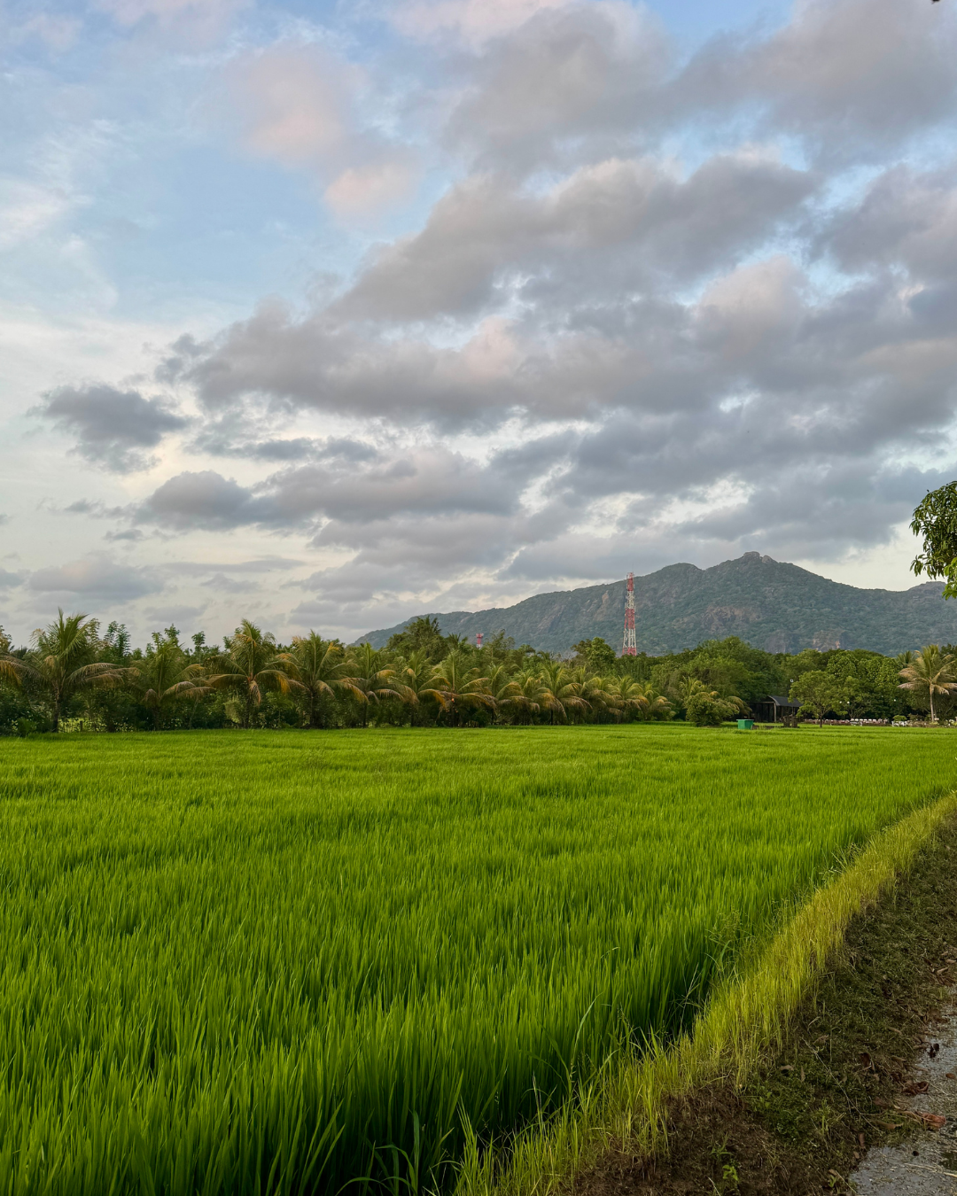 Север и восток Шри-Ланки: от нетронутых пляжей до богатого культурного наследия (17/126)