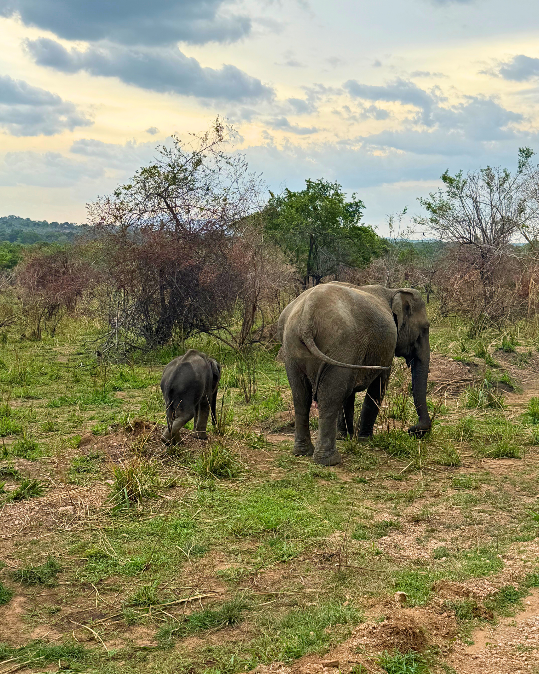 Север и восток Шри-Ланки: от нетронутых пляжей до богатого культурного наследия (14/126)