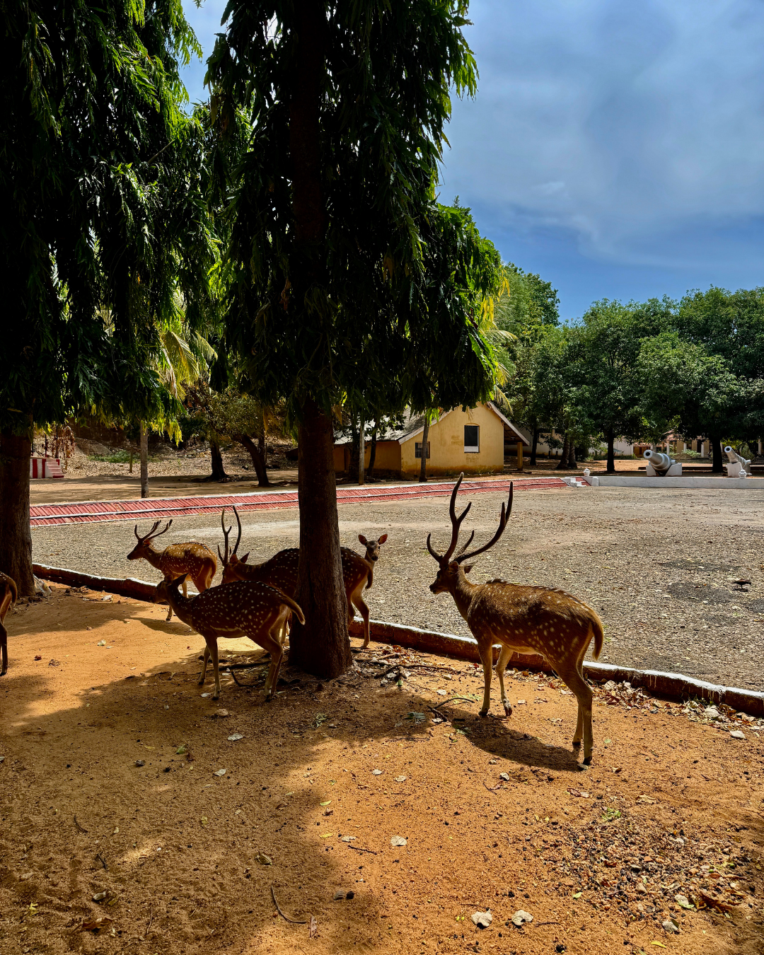 Север и восток Шри-Ланки: от нетронутых пляжей до богатого культурного наследия (69/126)
