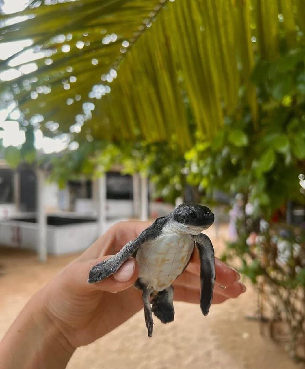 Речное Сафари + форт Галле (2/15)