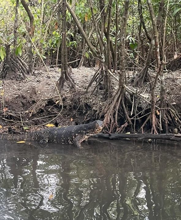 Речное Сафари + форт Галле (13/15)