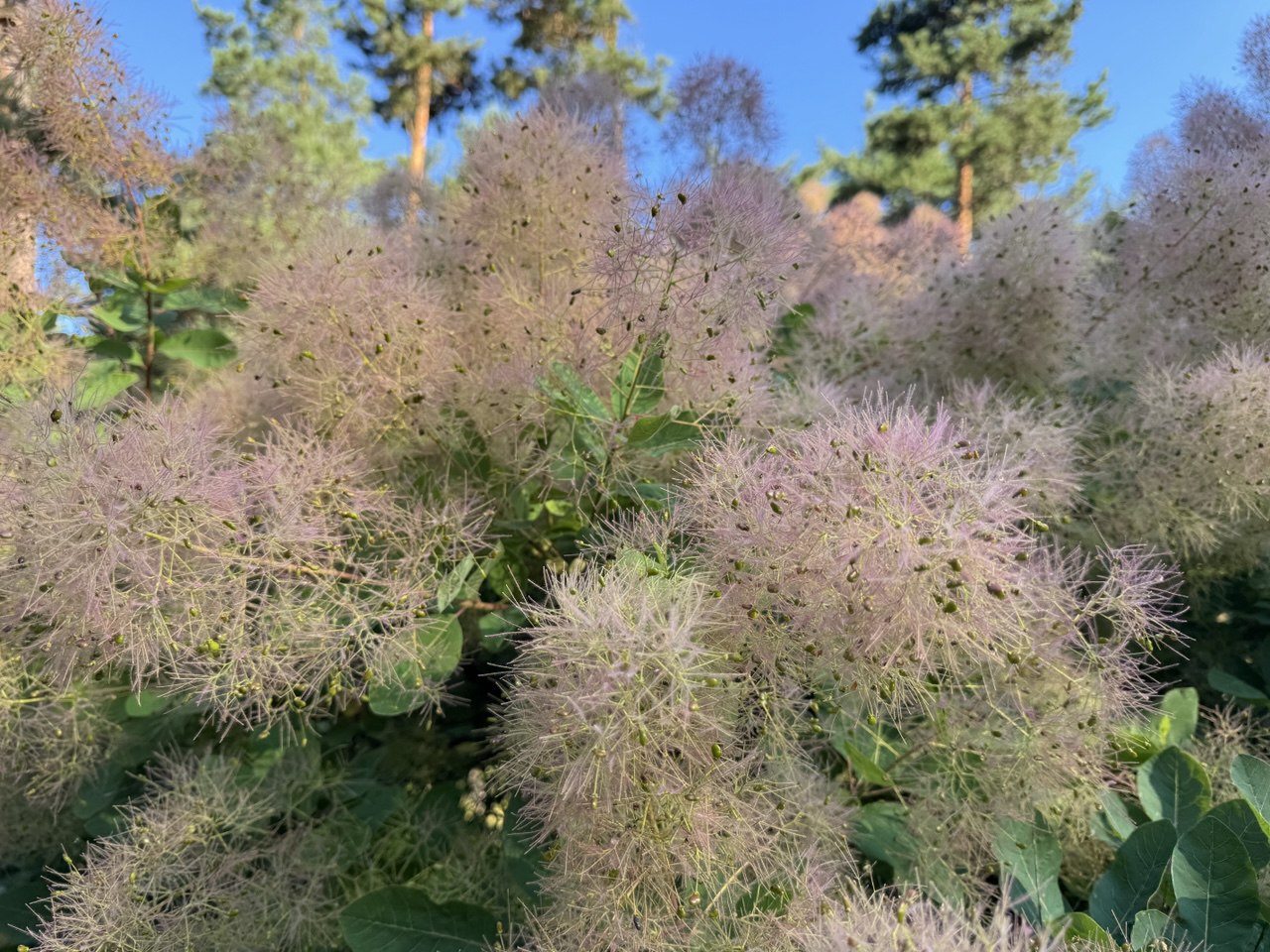 Куршская коса и ее Красота (20/21)