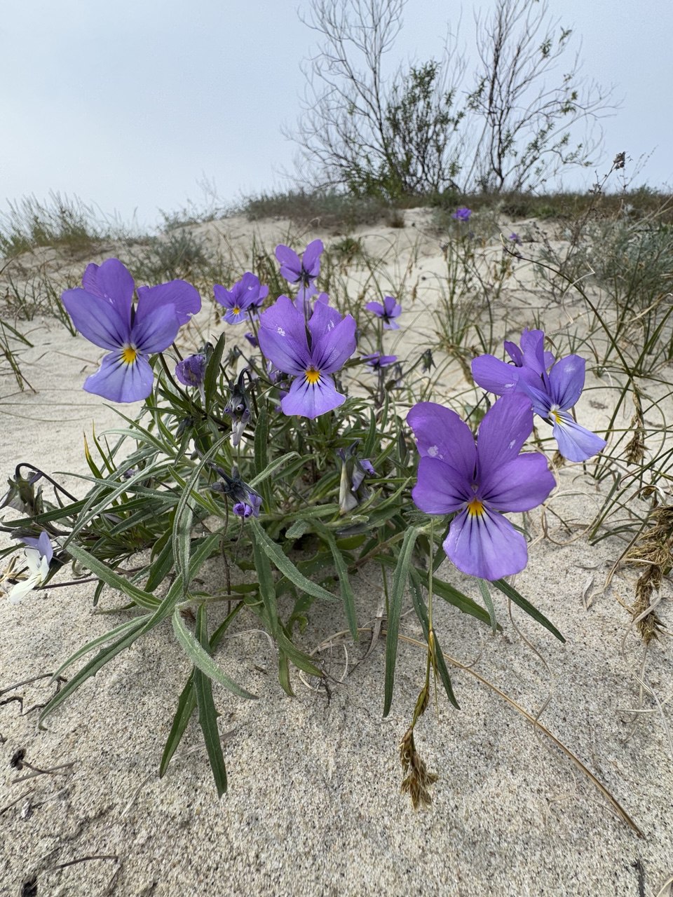 Куршская коса и ее Красота (3/21)