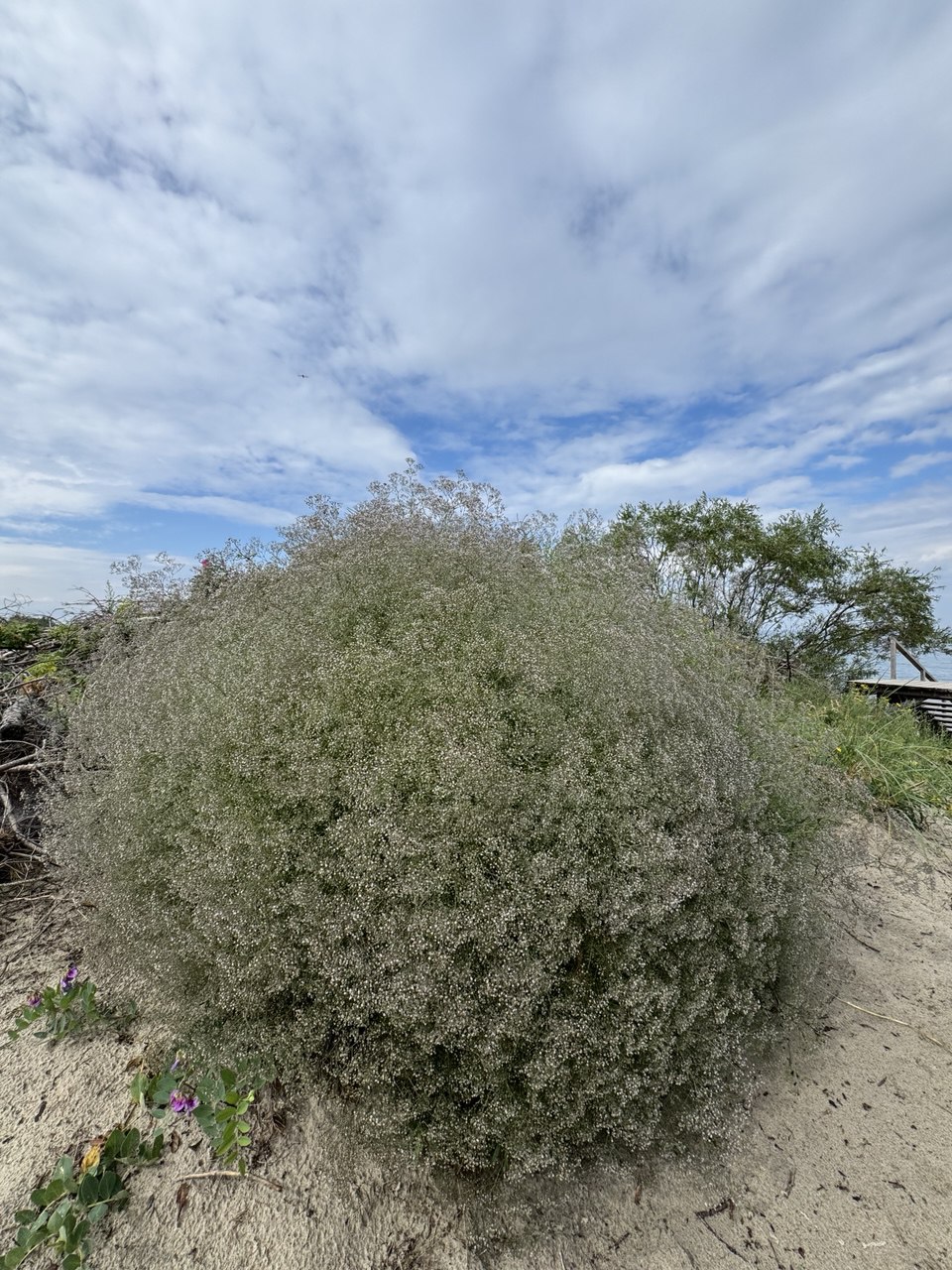 Куршская коса и ее Красота (18/21)