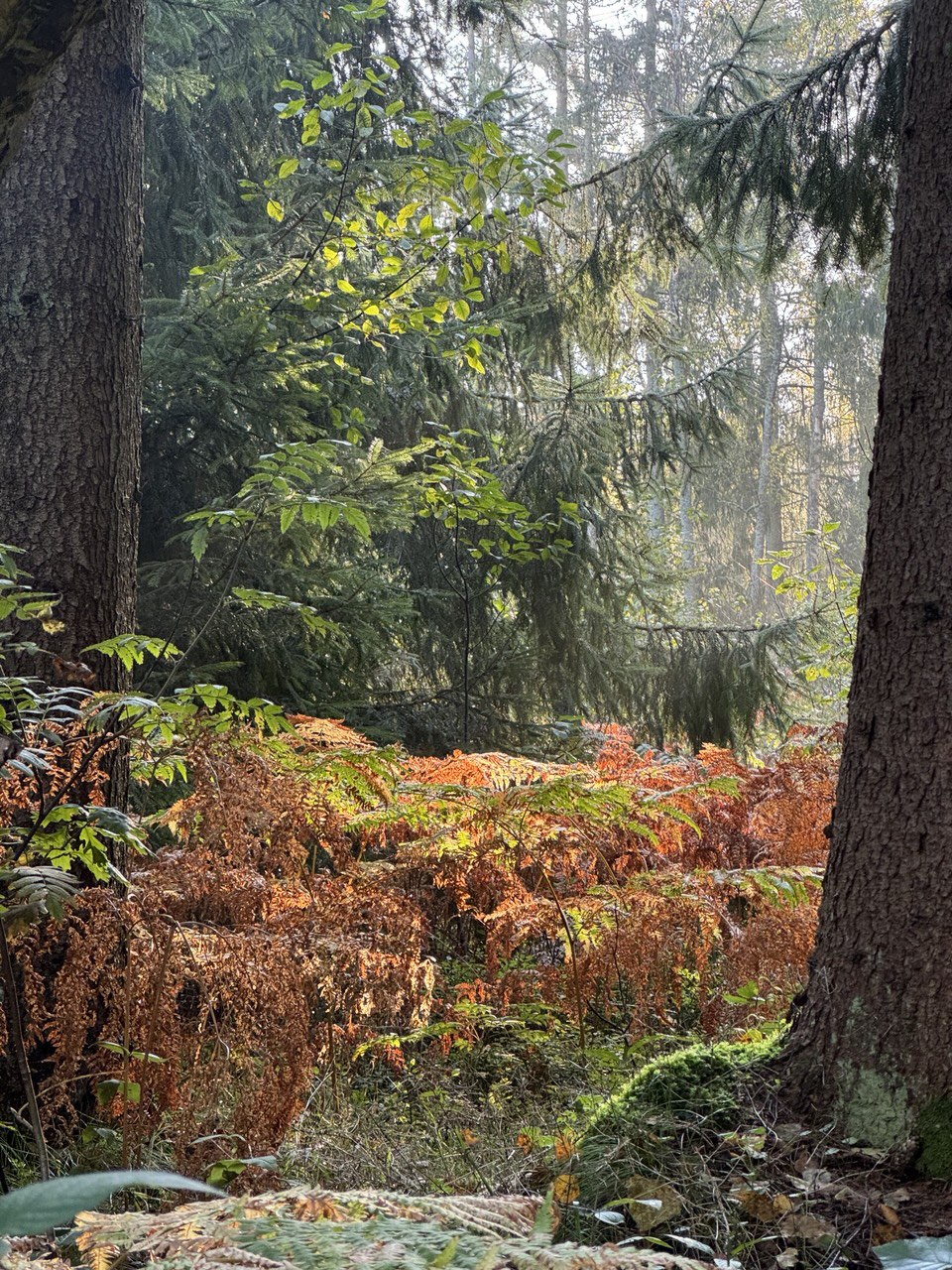 Куршская коса и ее Красота (11/21)