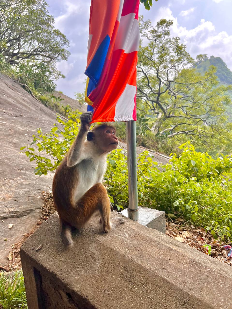 Джунгли и древние скалы