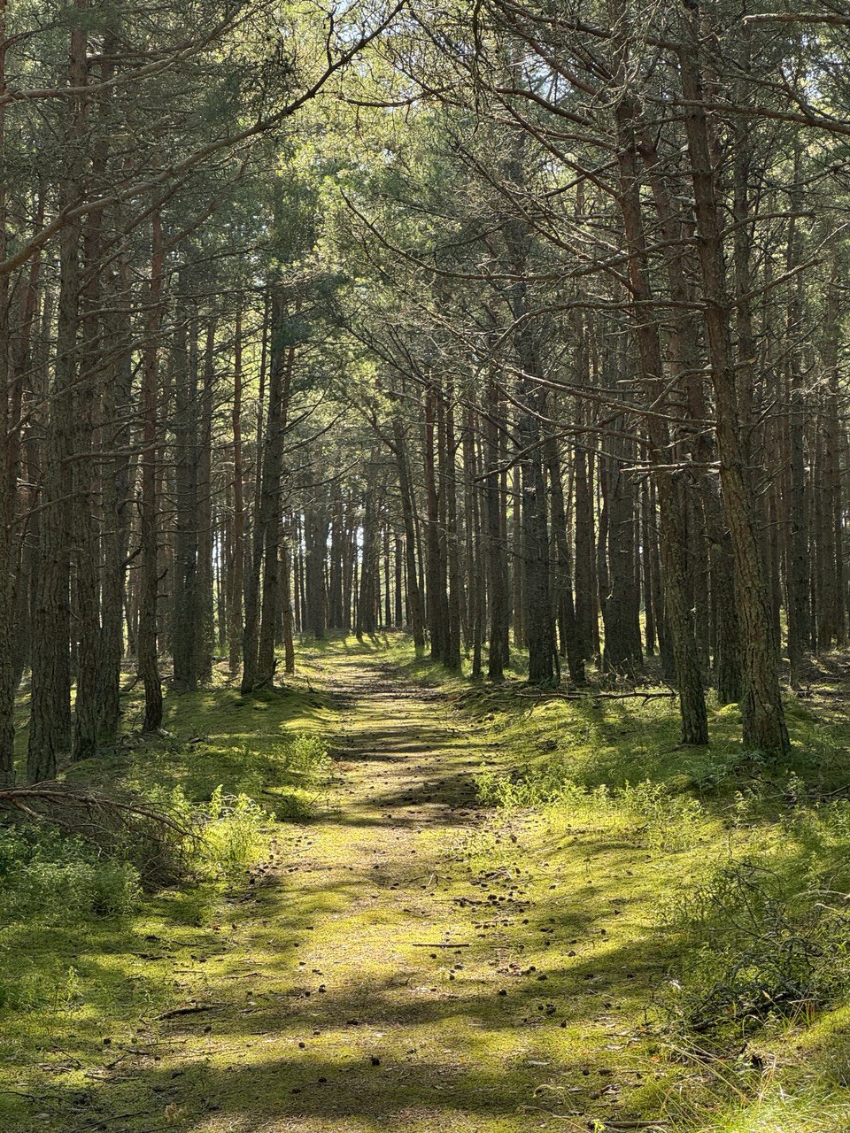 Куршская коса и ее Красота