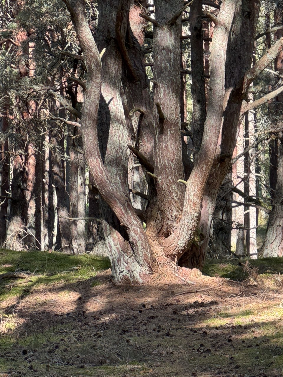 Куршская коса и ее Красота (15/21)