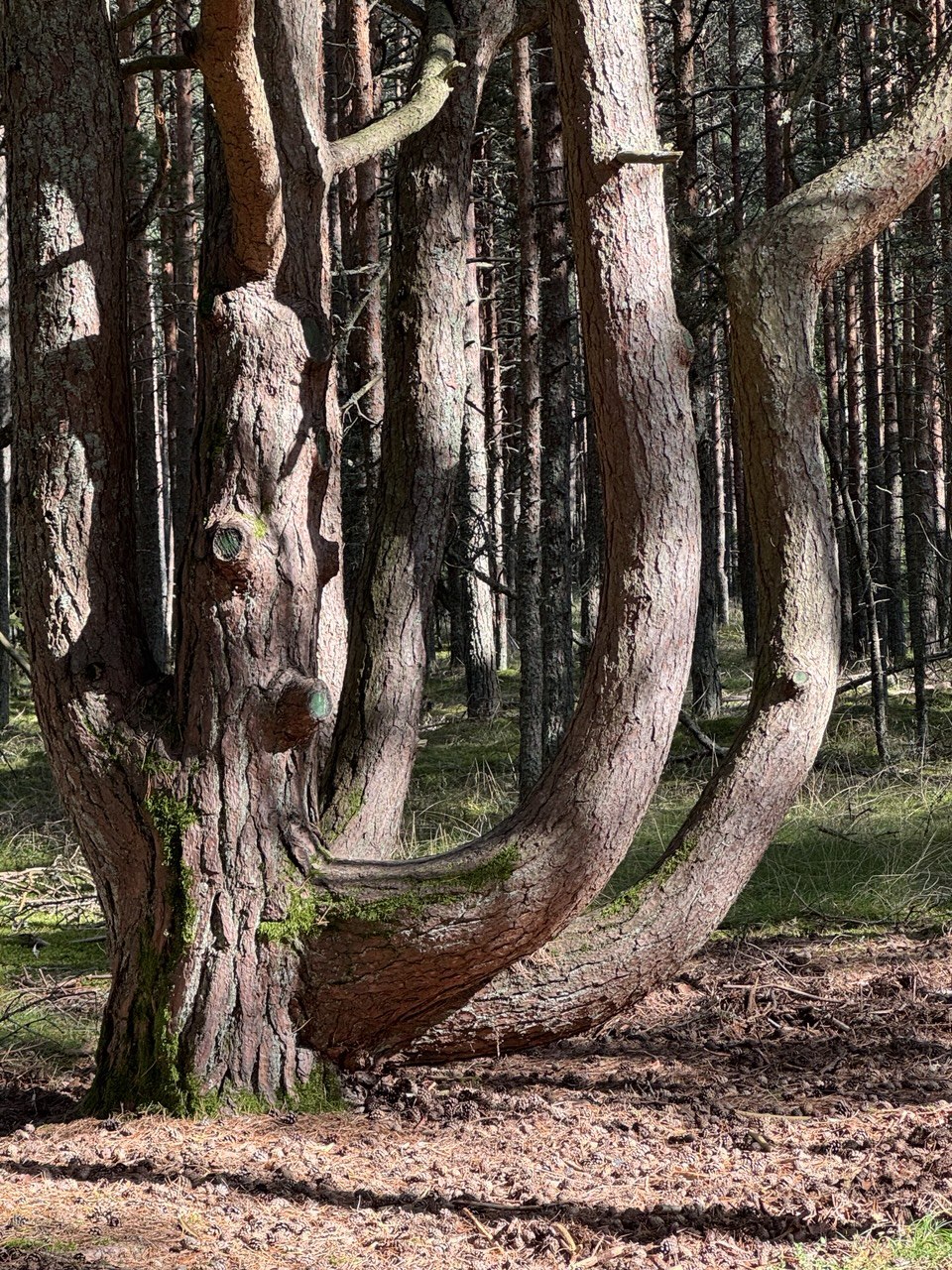 Куршская коса и ее Красота (7/21)