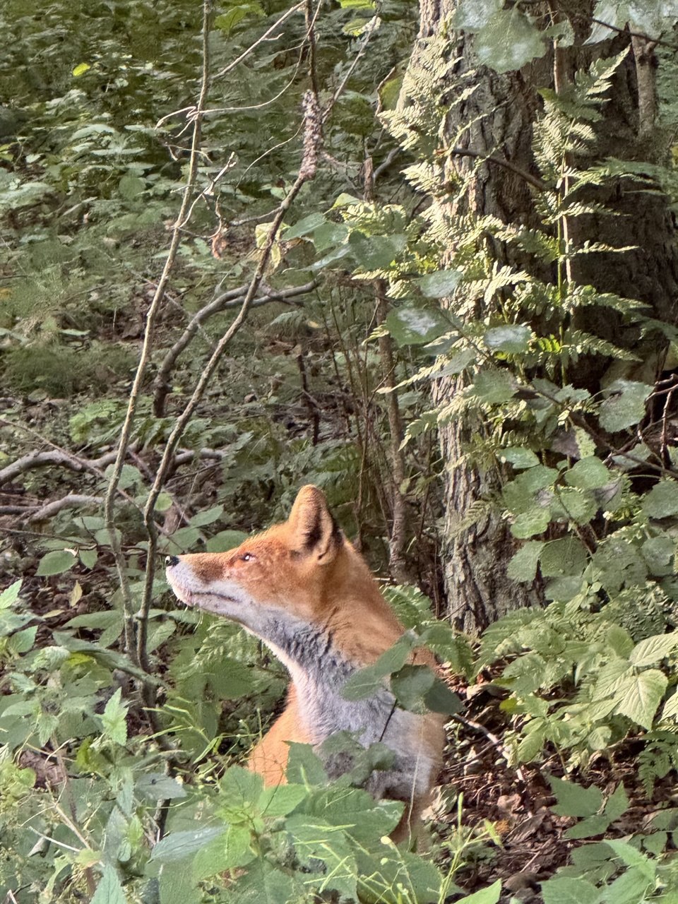 Куршская коса и ее Красота (13/21)