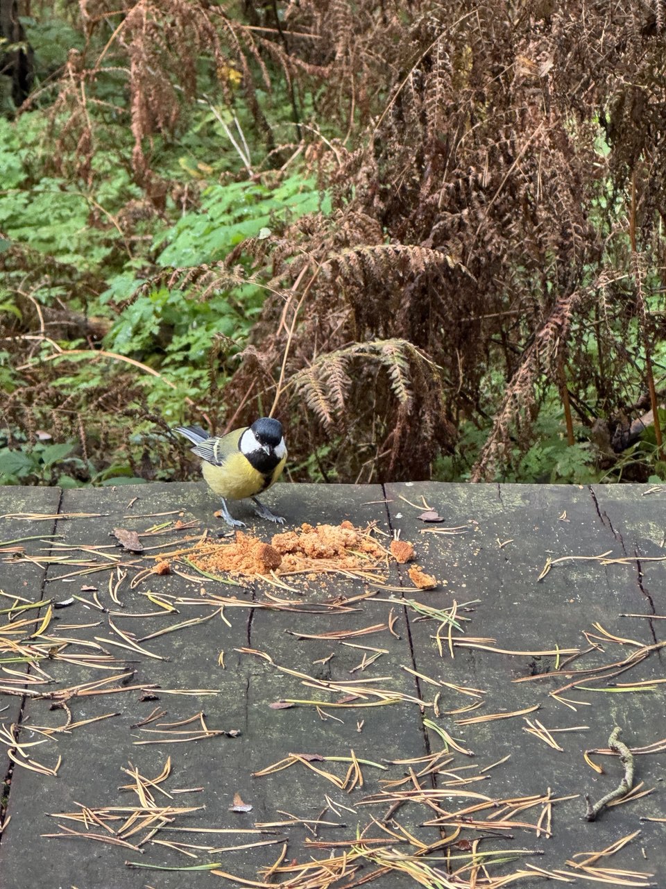 Куршская коса и ее Красота (10/21)