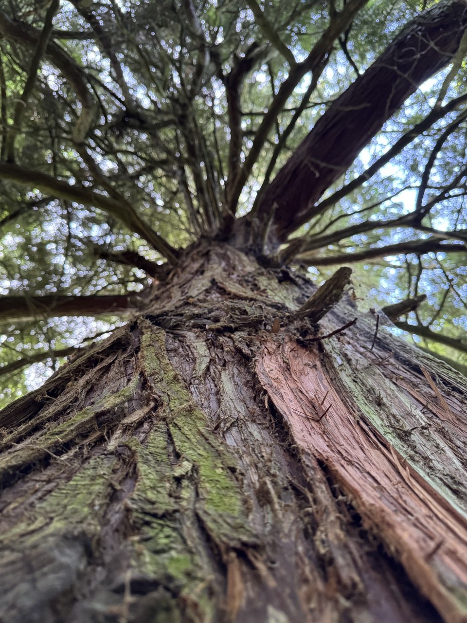 Куршская коса и ее Красота (17/21)