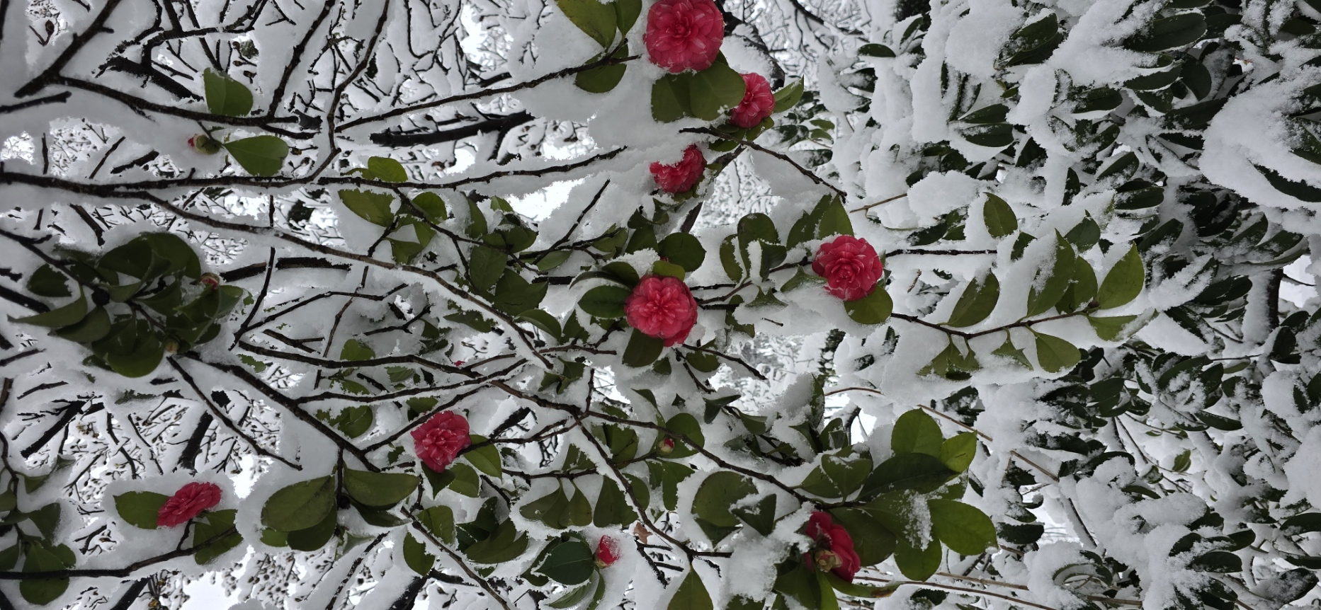 Санаторно - оздоровительный тур в Боржоми  для  перезагрузки (4/31)