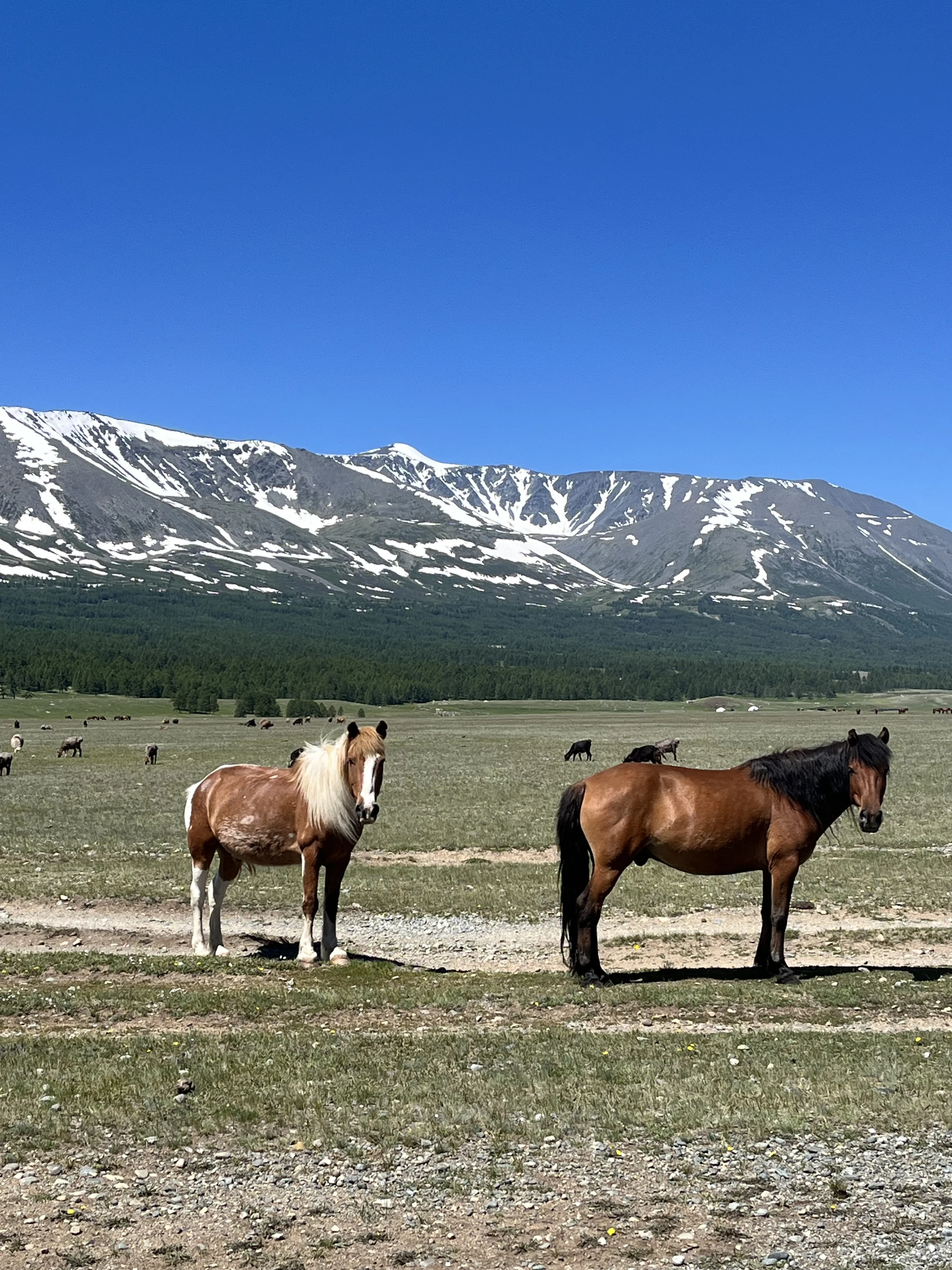 Поход по дикой Монголии без рюкзаков — горы, озера и бескрайние просторы
