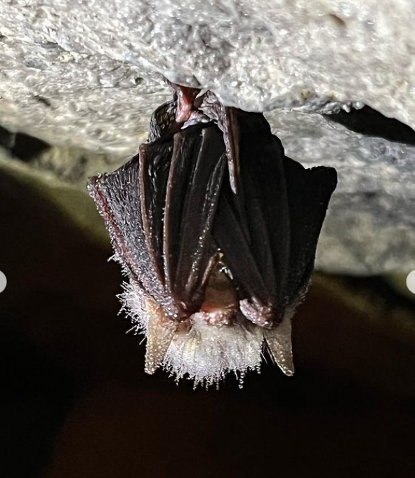 Старица - пещеры, Хаски парк и  Рождественский бал в усадьбе (27/34)