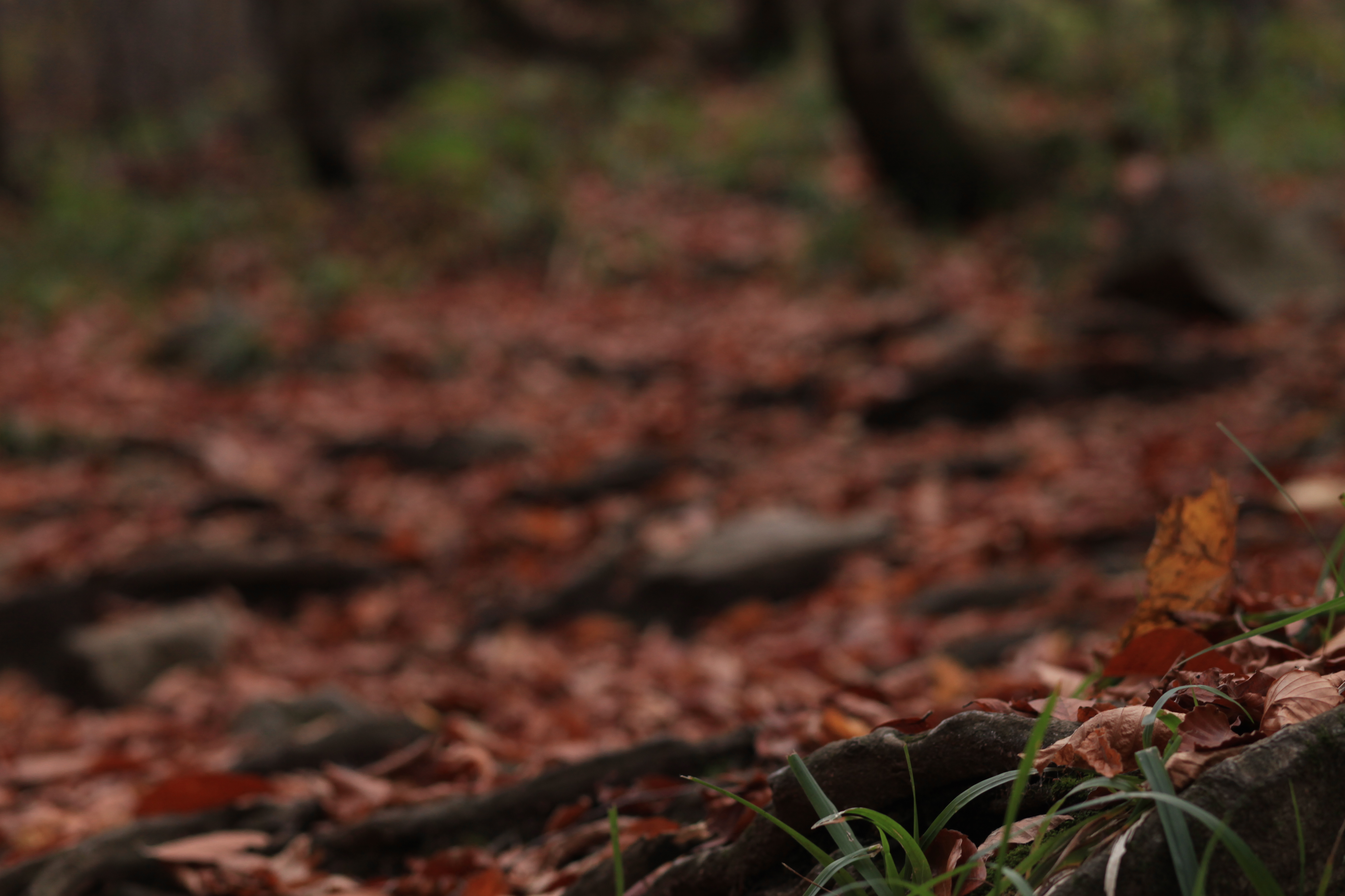 Настроение - Горы! Активный тур по Карачаево-Черкесии! (71/116)